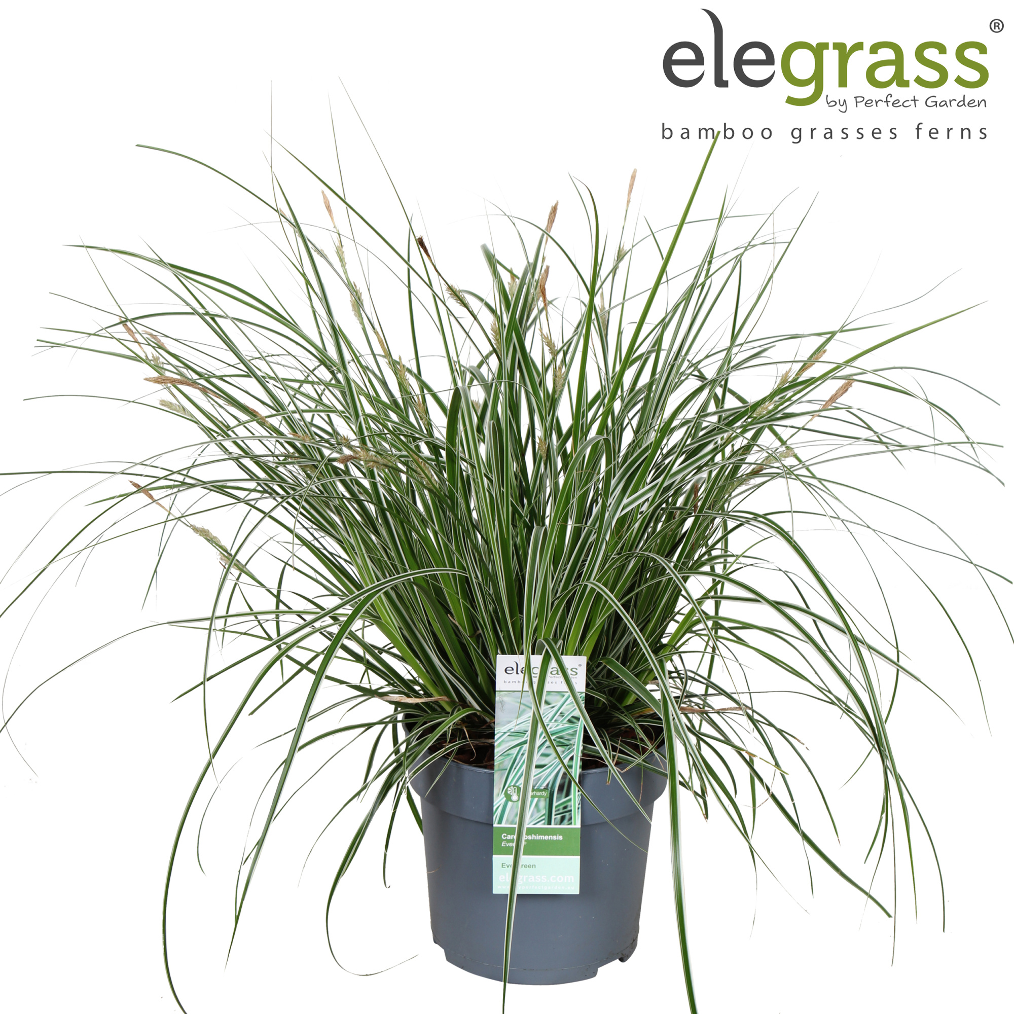 Carex oshimensis 'Everest' P14, D 14