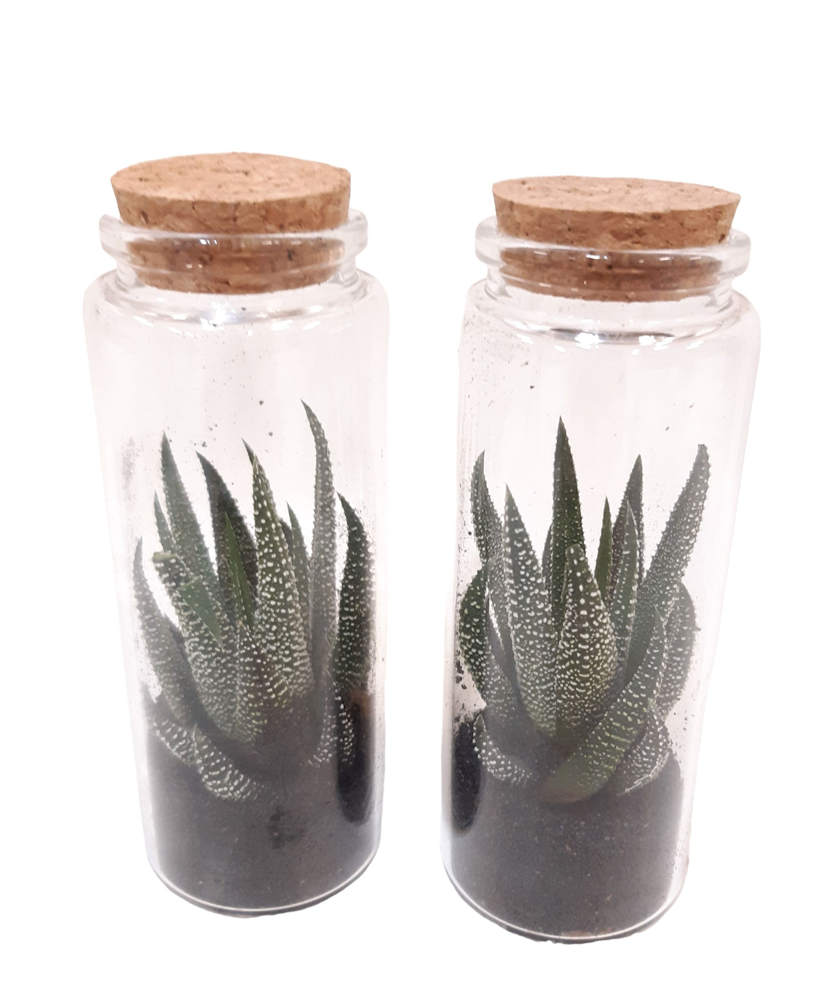 JAR5HER Flesje 5/12 met kurkdeksel Haworthia Herbacea, D 5