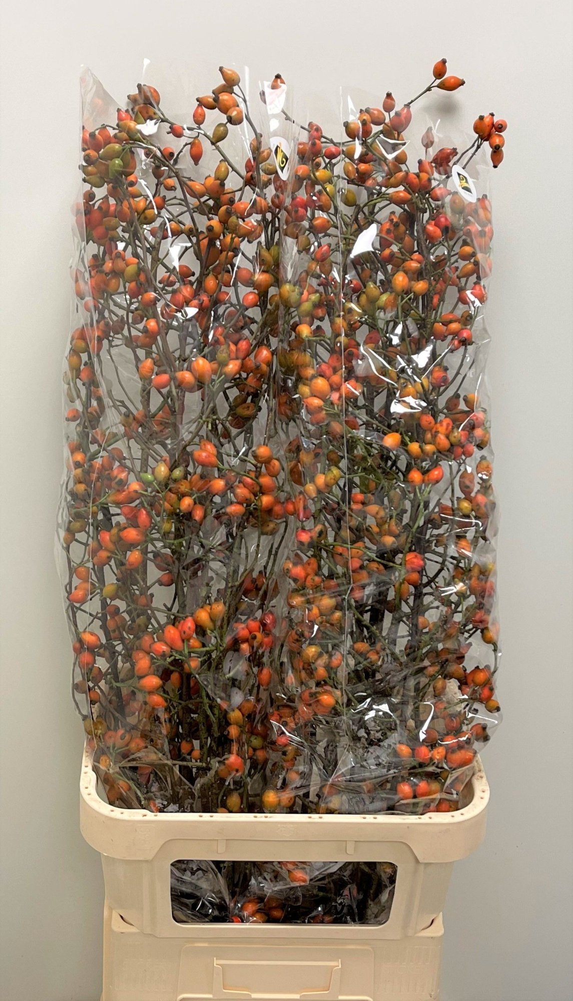 Рузботель Заффиро 120, шт.