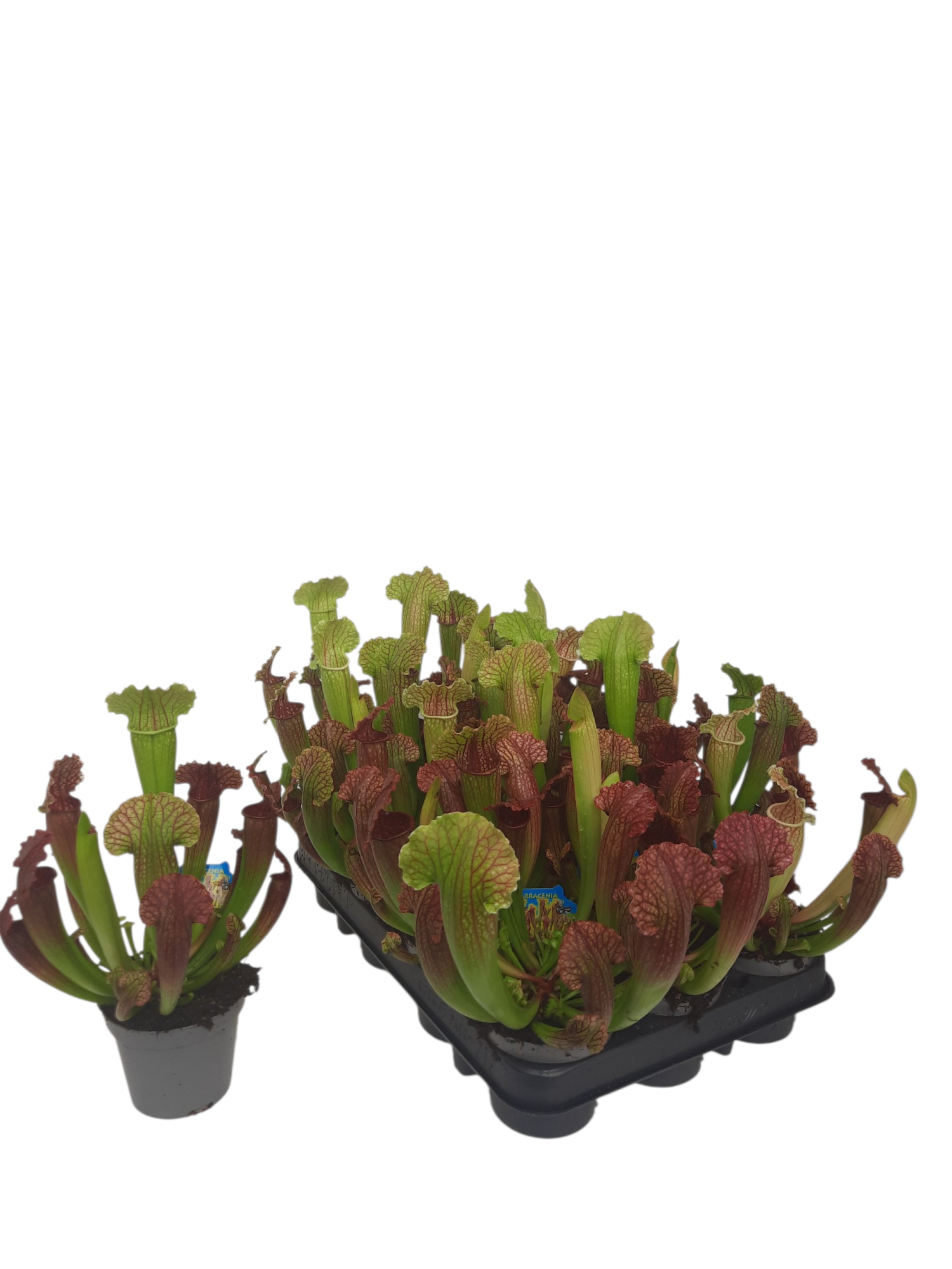Sarracenia Fiona, D 9
