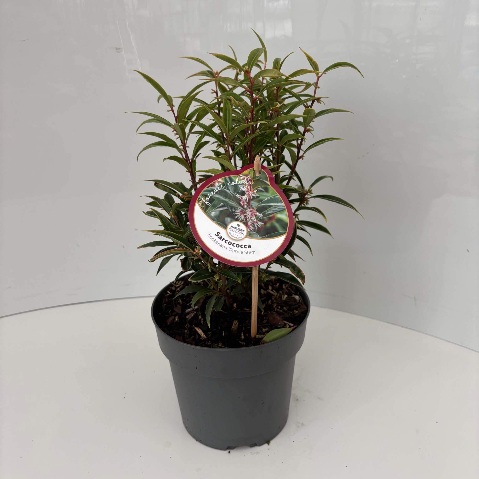 Sarcococca hookeriana 'Purple Stem', D 17 cm