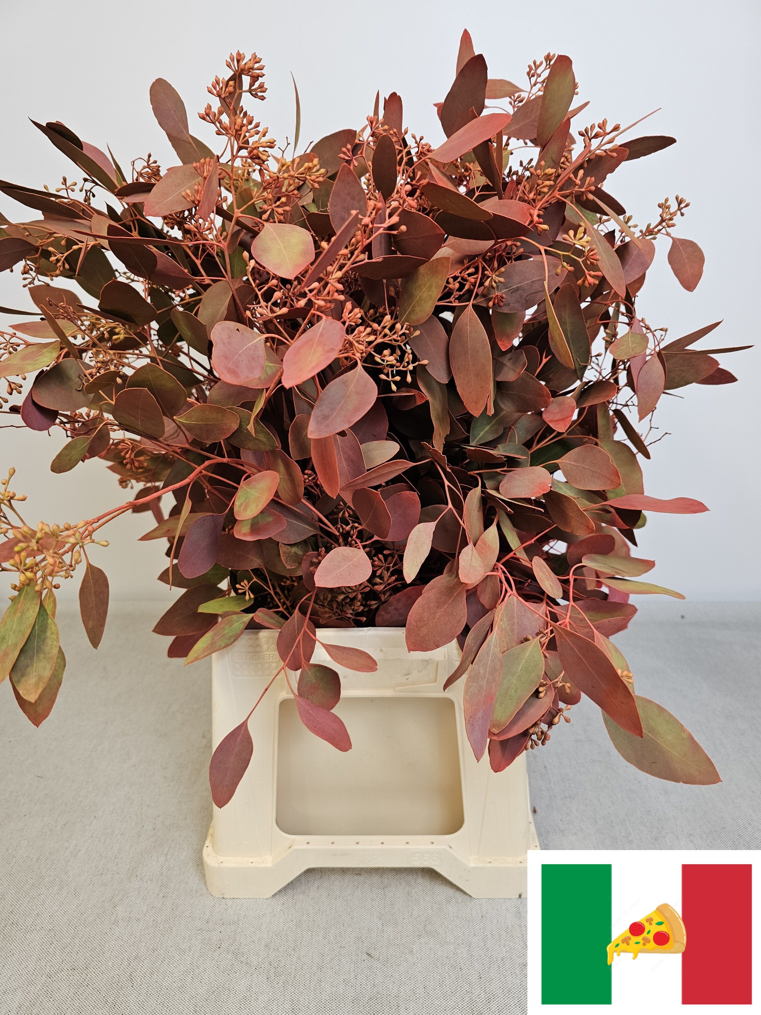 Эвкалипт Палиантемос Крашеный (с ягодами) за пучок (краш. ) 70, пуч.