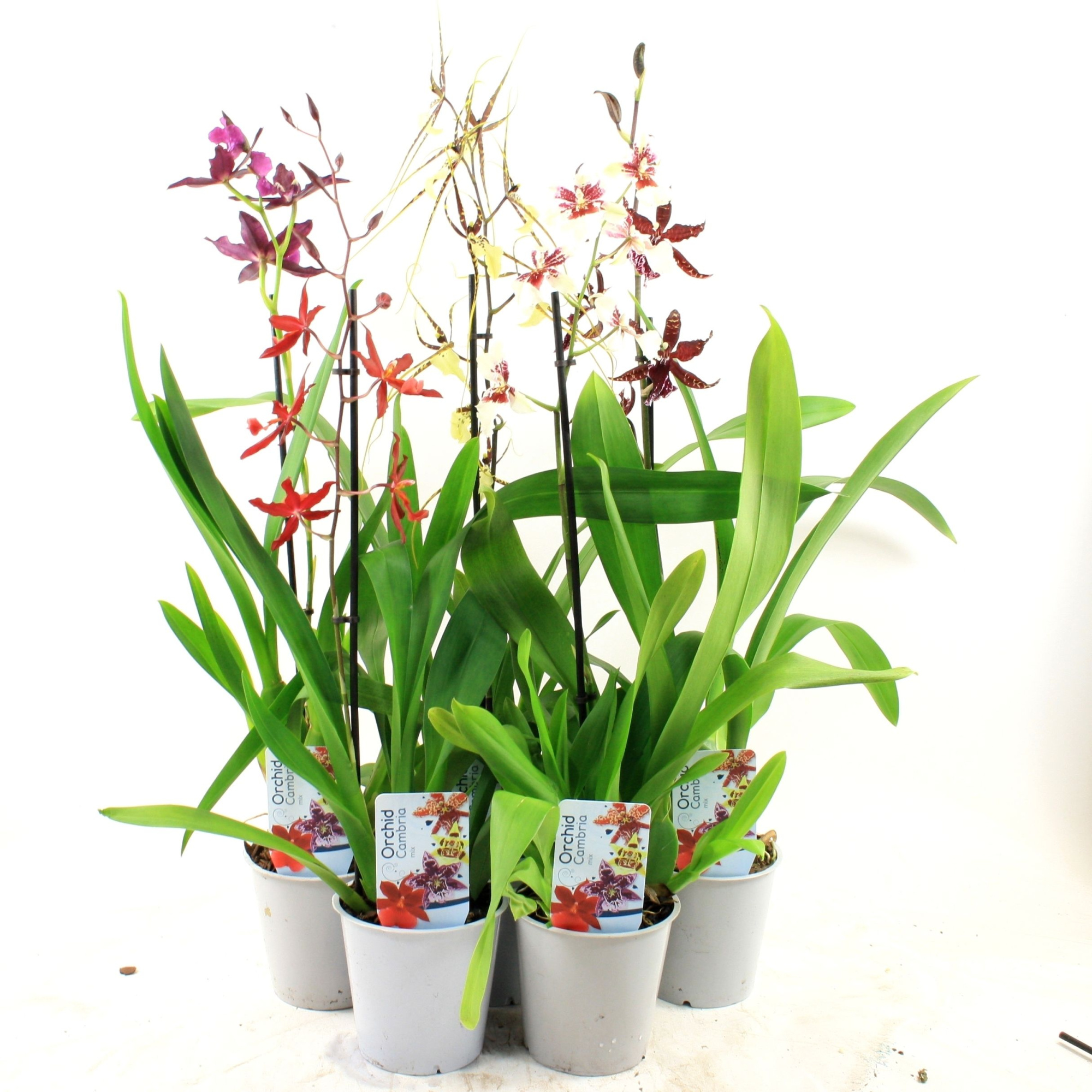 Cambria mix lang, D 12 cm