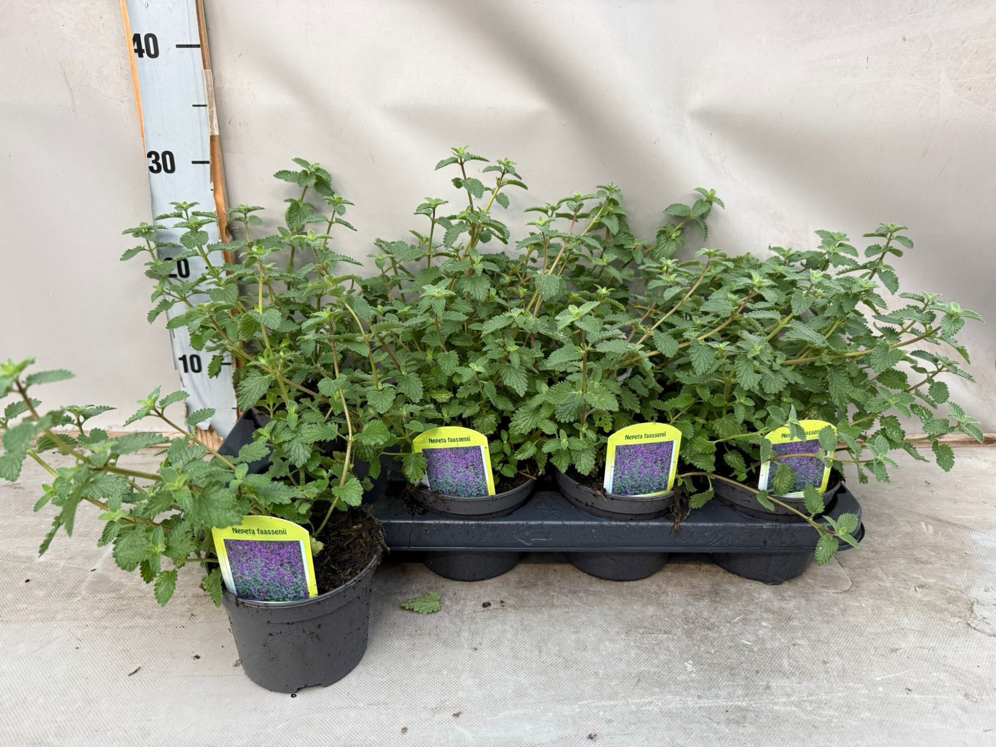 Nepeta Faassennii, D 12 cm