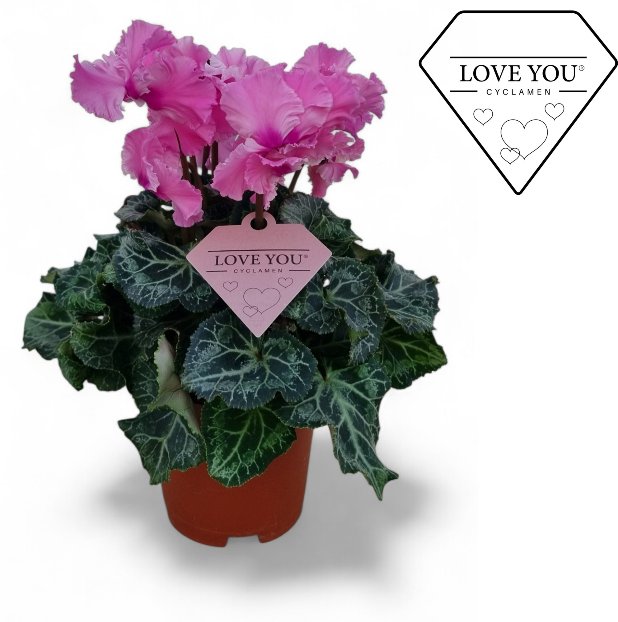 Cyclamen Exclusive® Merengue Roze Love You etiket, D 10,5