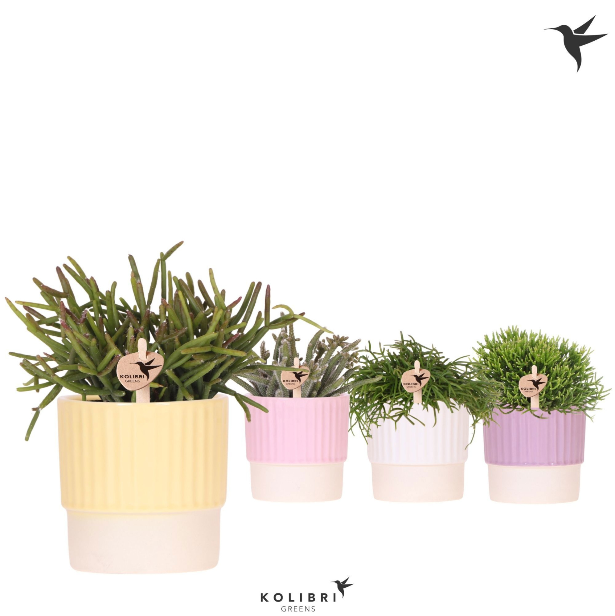 Kolibri Greens Rhipsalis mix in Butter pot mix, D 9 cm