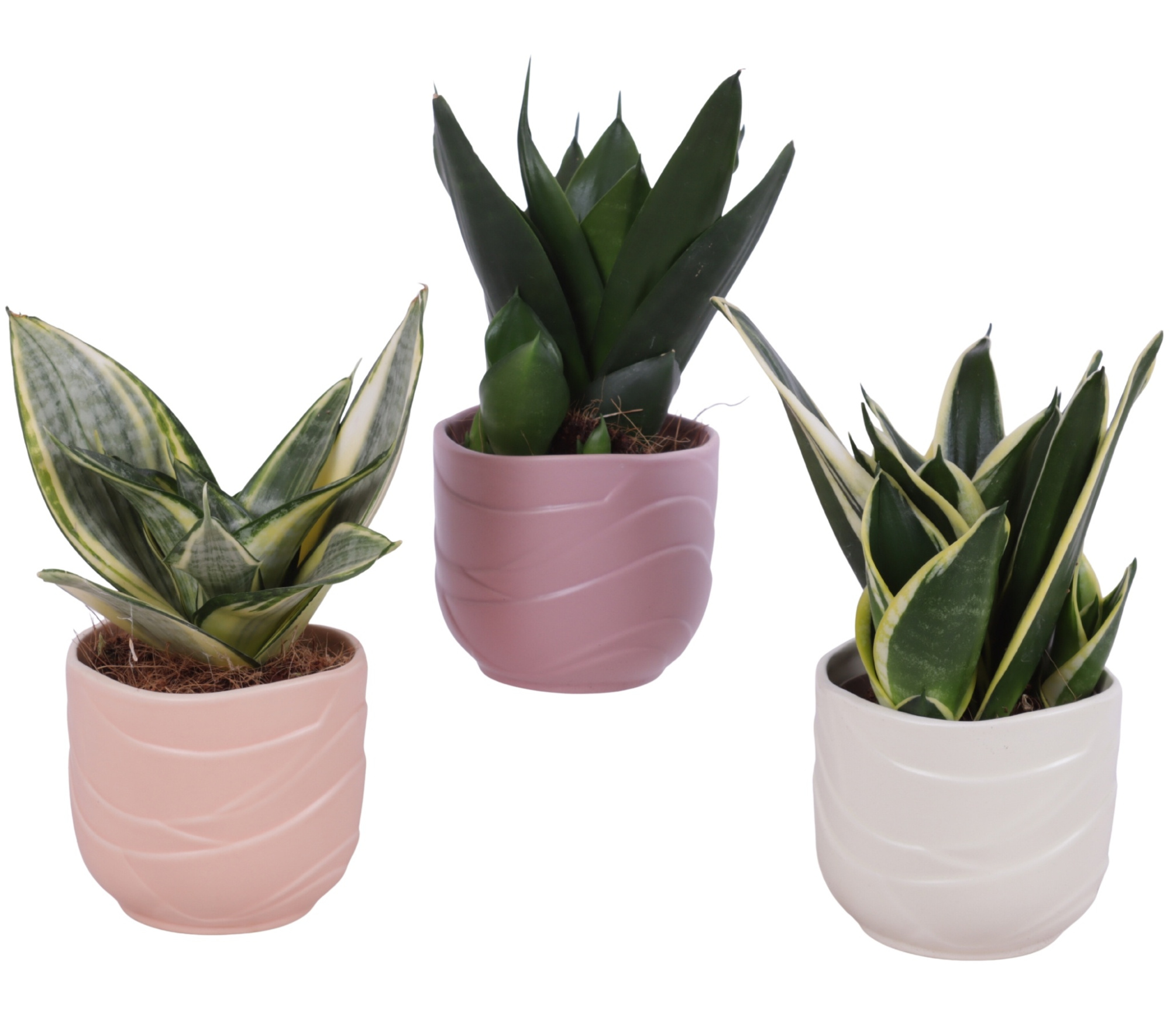 Sansevieria Compacta mix Ø09cm in Ø10cm Ceramic SE660, D 10