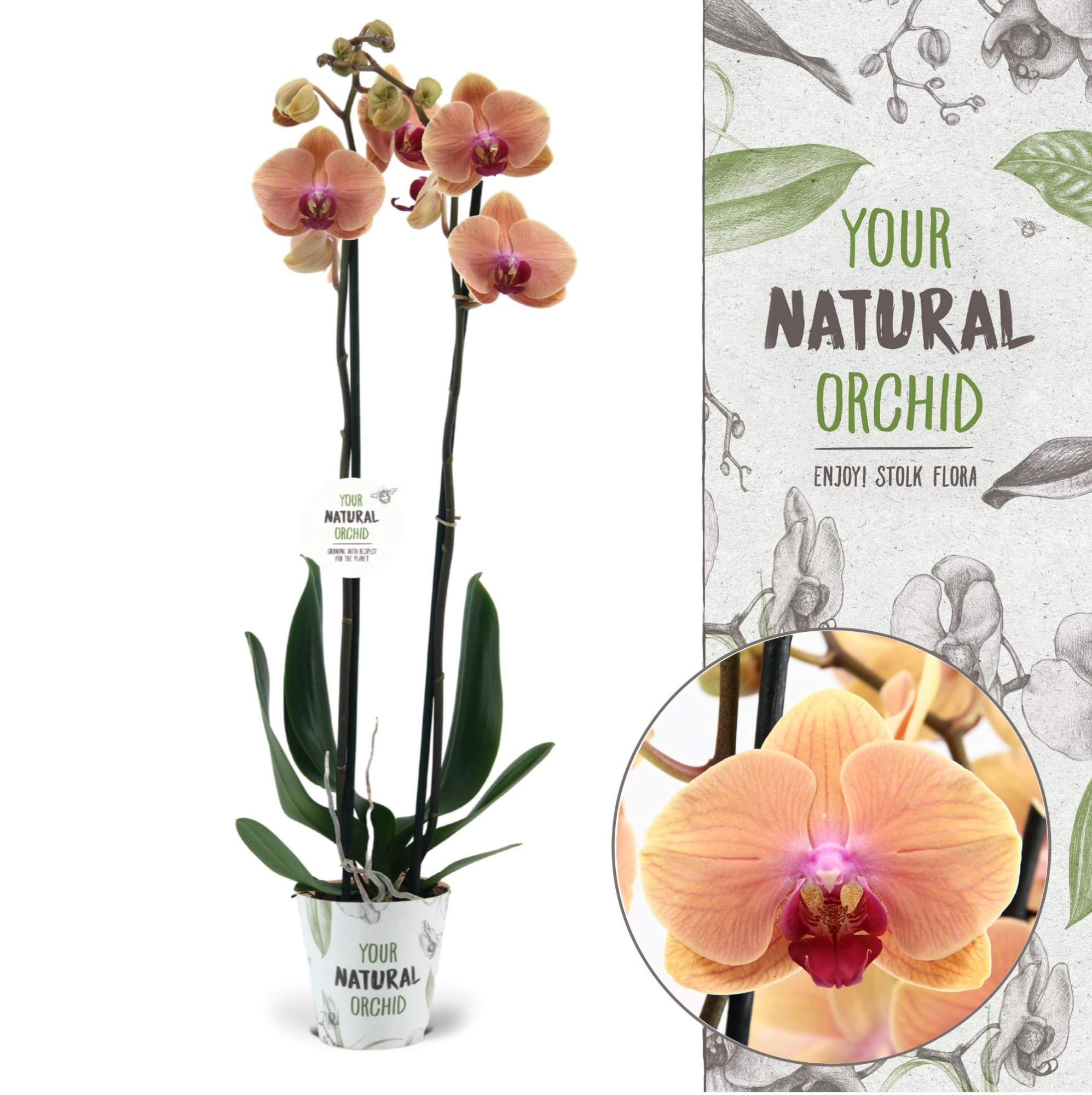 Your Natural Orchid | Caribbean Dream | Phalaenopsis 2 spike, D 12 cm