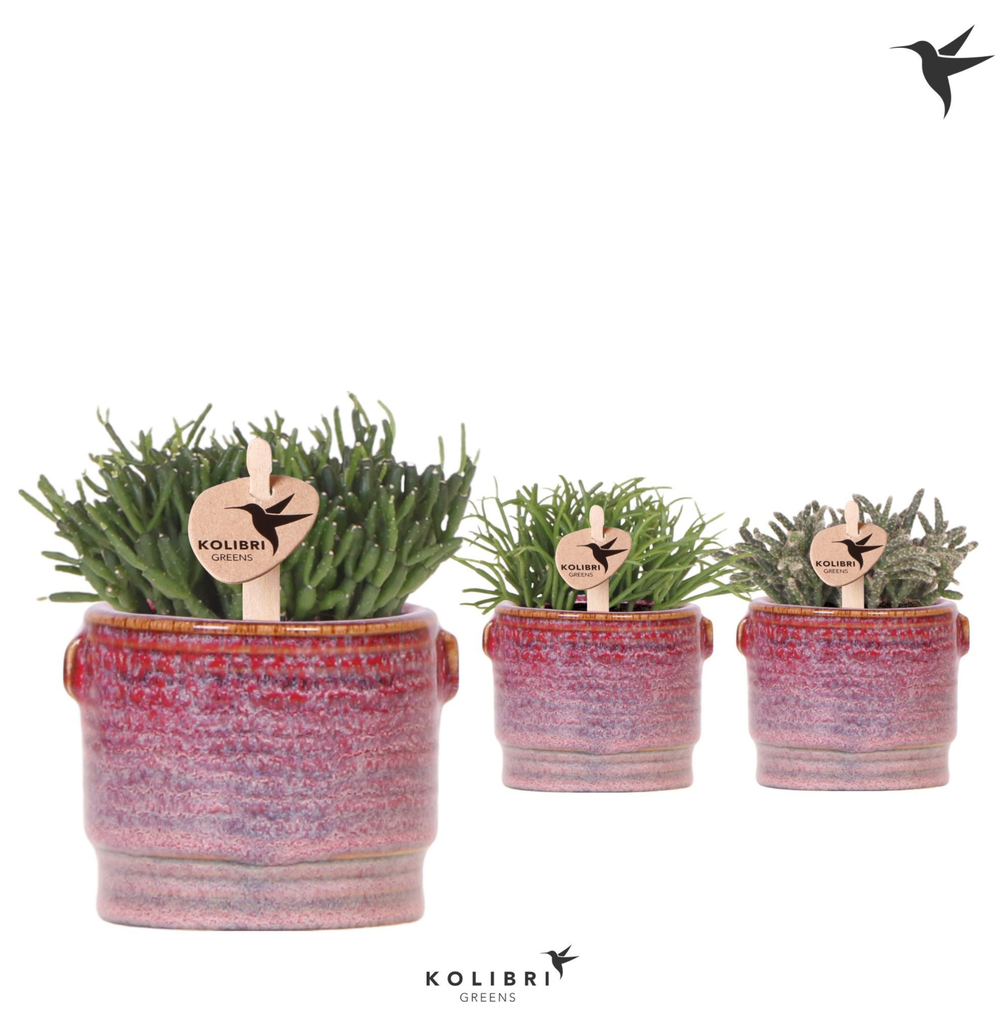 Kolibri Greens Rhipsalis mix in Aura pot, D 6