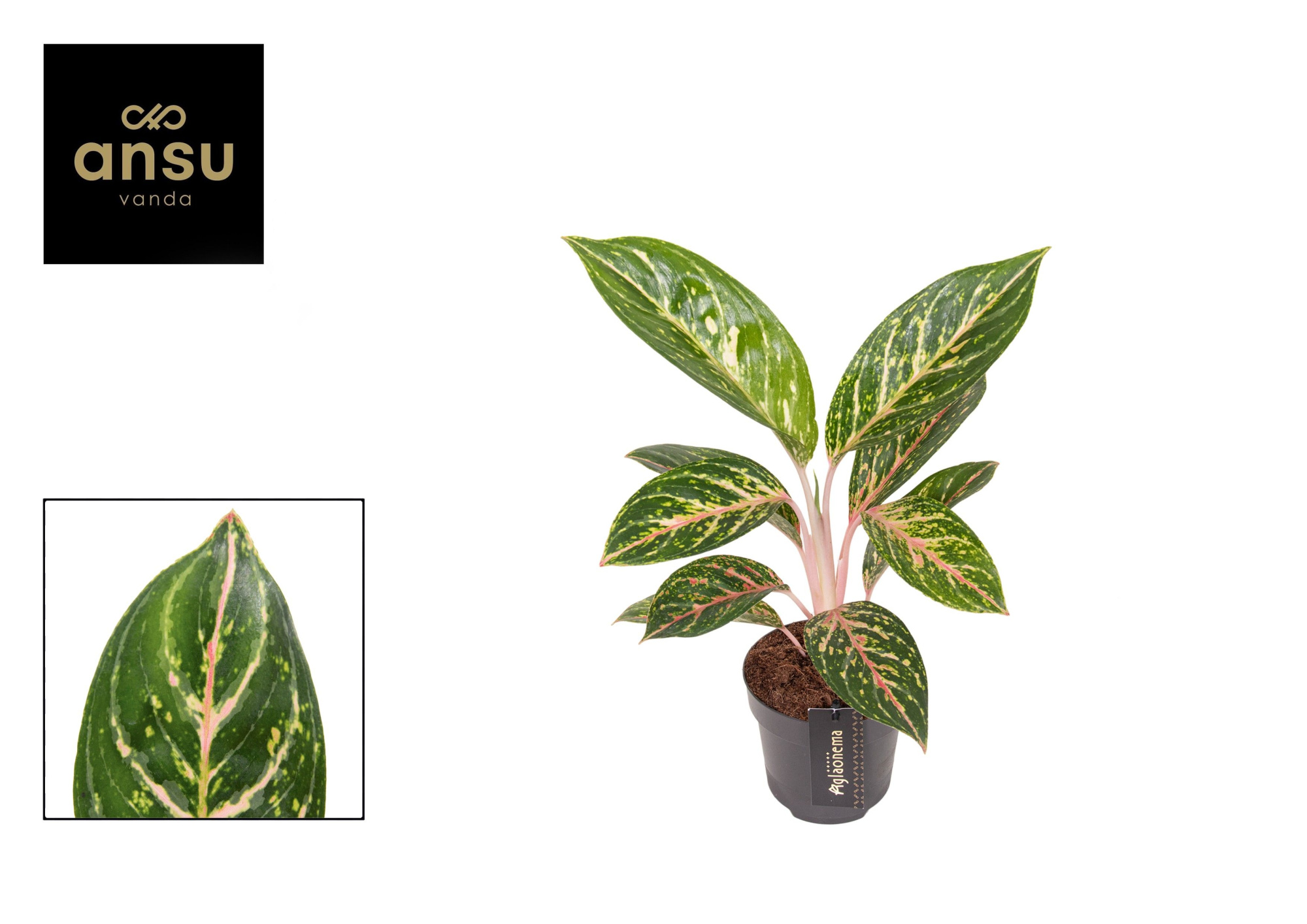 Aglaonema Coco Green, D 12 cm