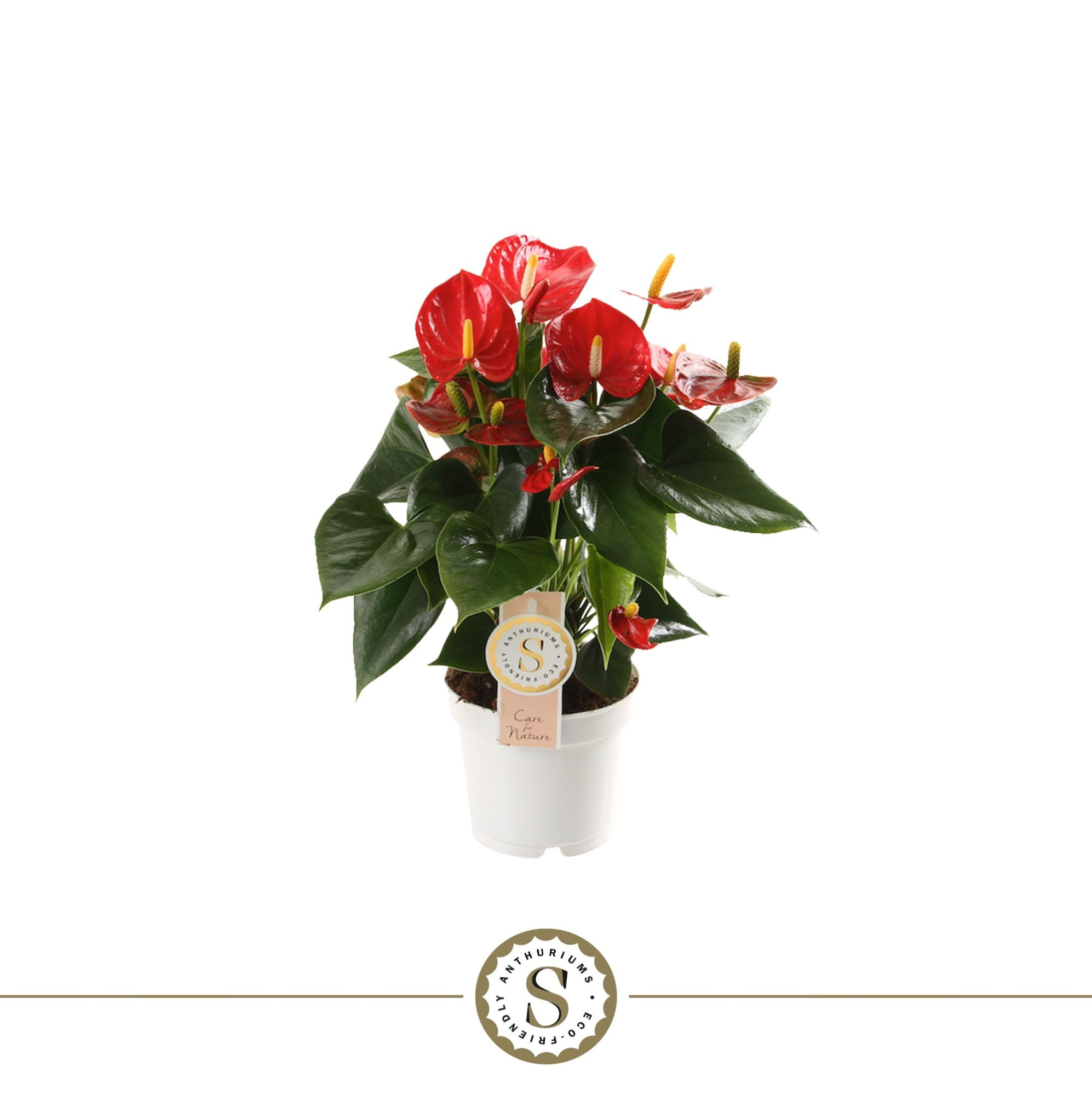 Red Champion 12cm, D 12 cm