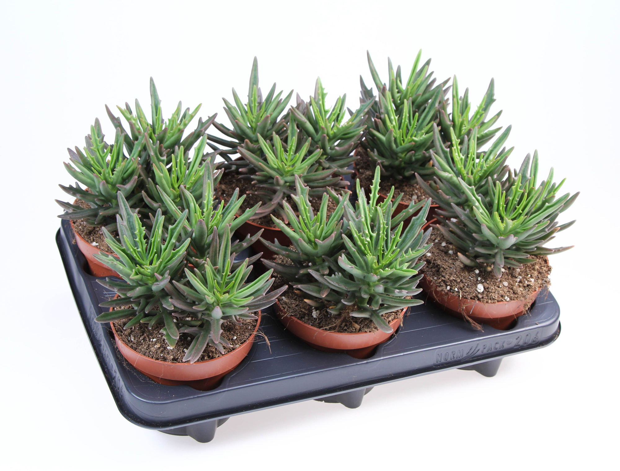 Kalanchoe Spider, D 12 cm