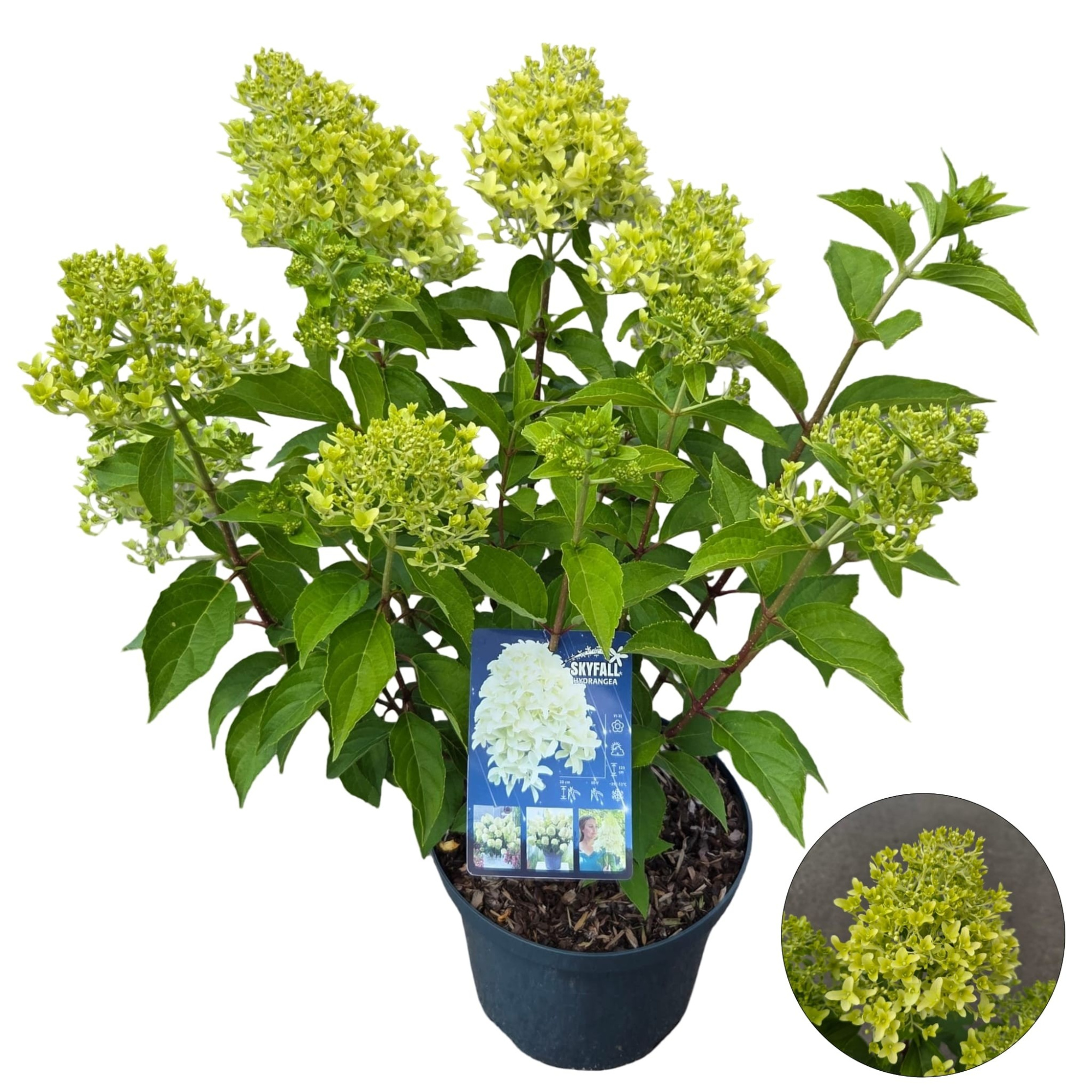 Hydrangea pan. 'Skyfall' ®, D 23
