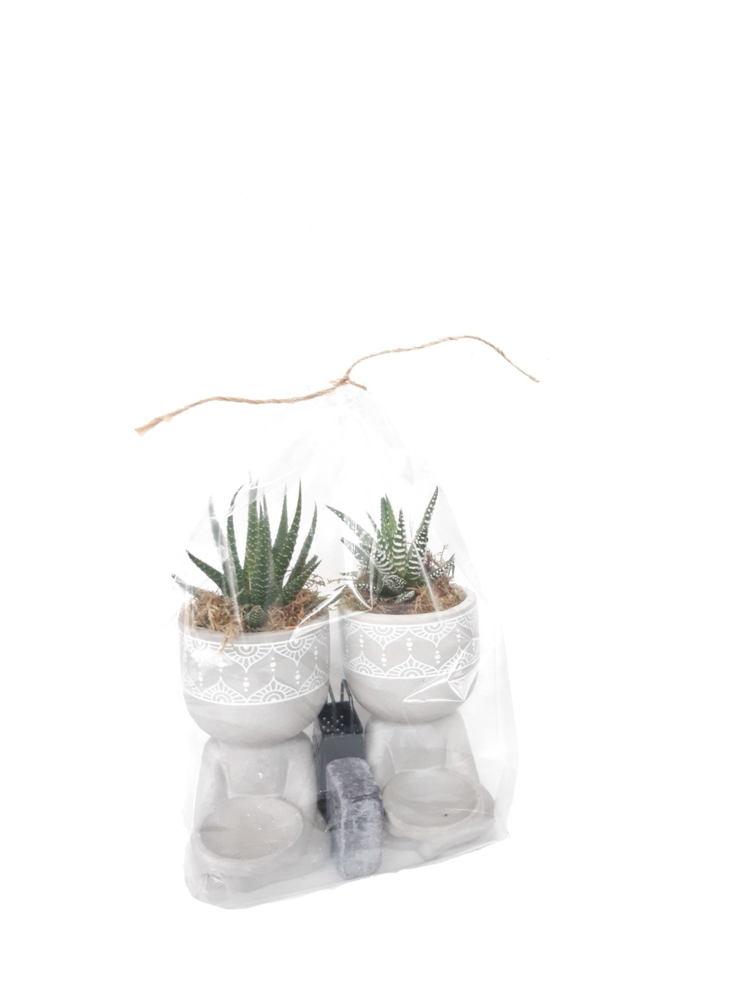 BGGP10MIX6 Buddha Grijs giftpack Haworthia + Aromacube, D 16 cm