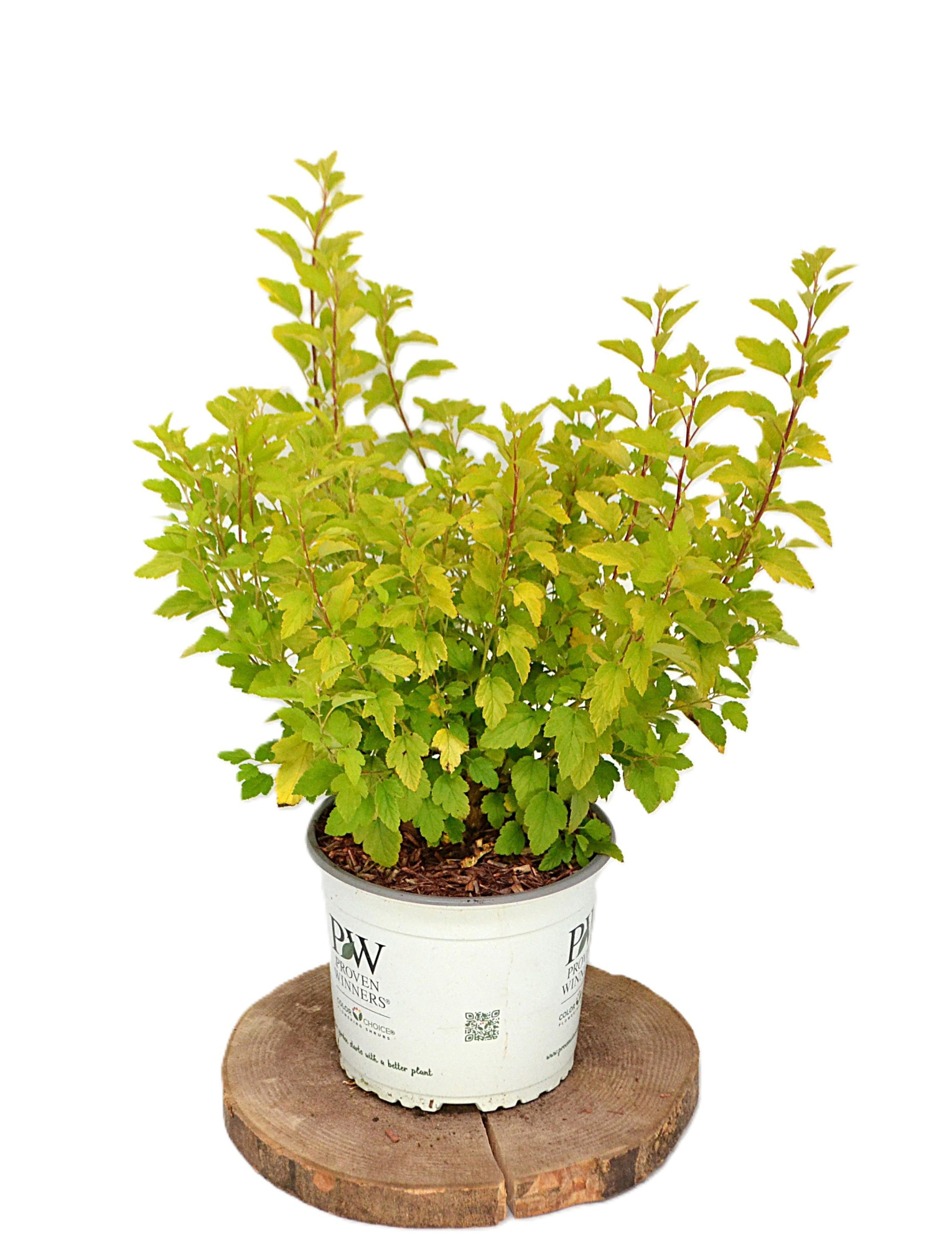 Physocarpus opulifolius Tiny Wine Gold C3, D 19