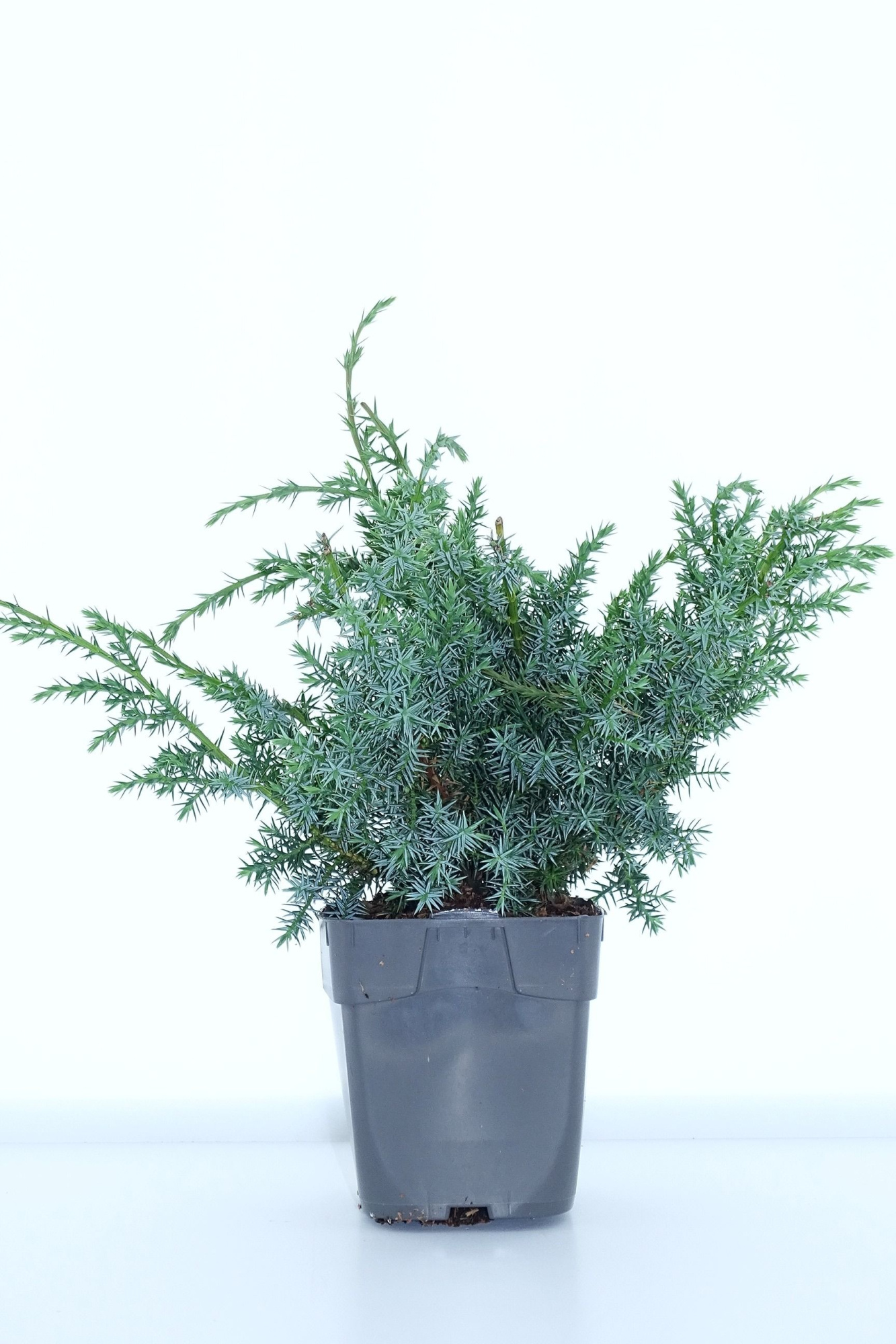 Juniperus chinensis 'Blue Alps', D 12