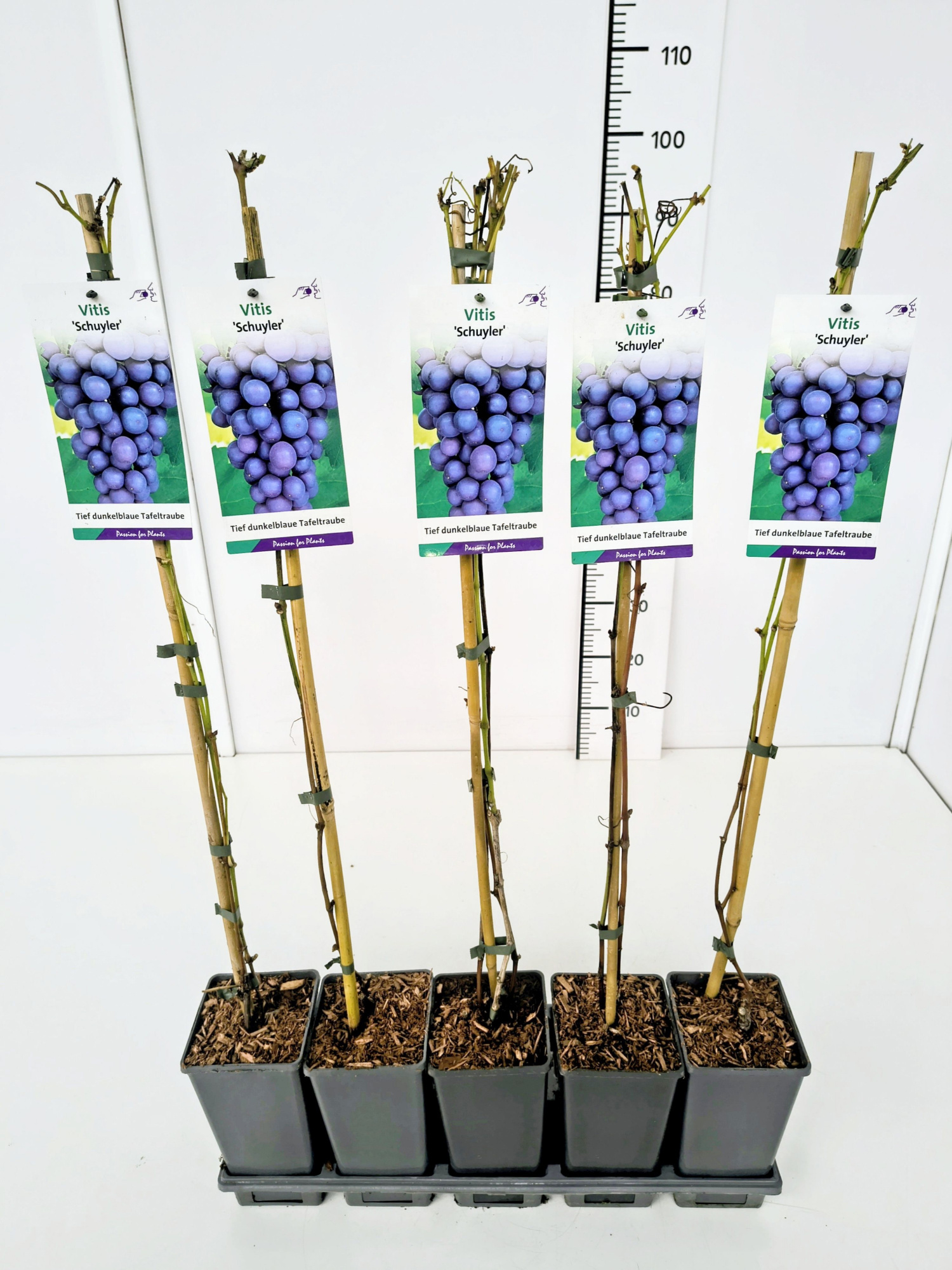 Vitis 'Schuyler' 80CMC2, D 17