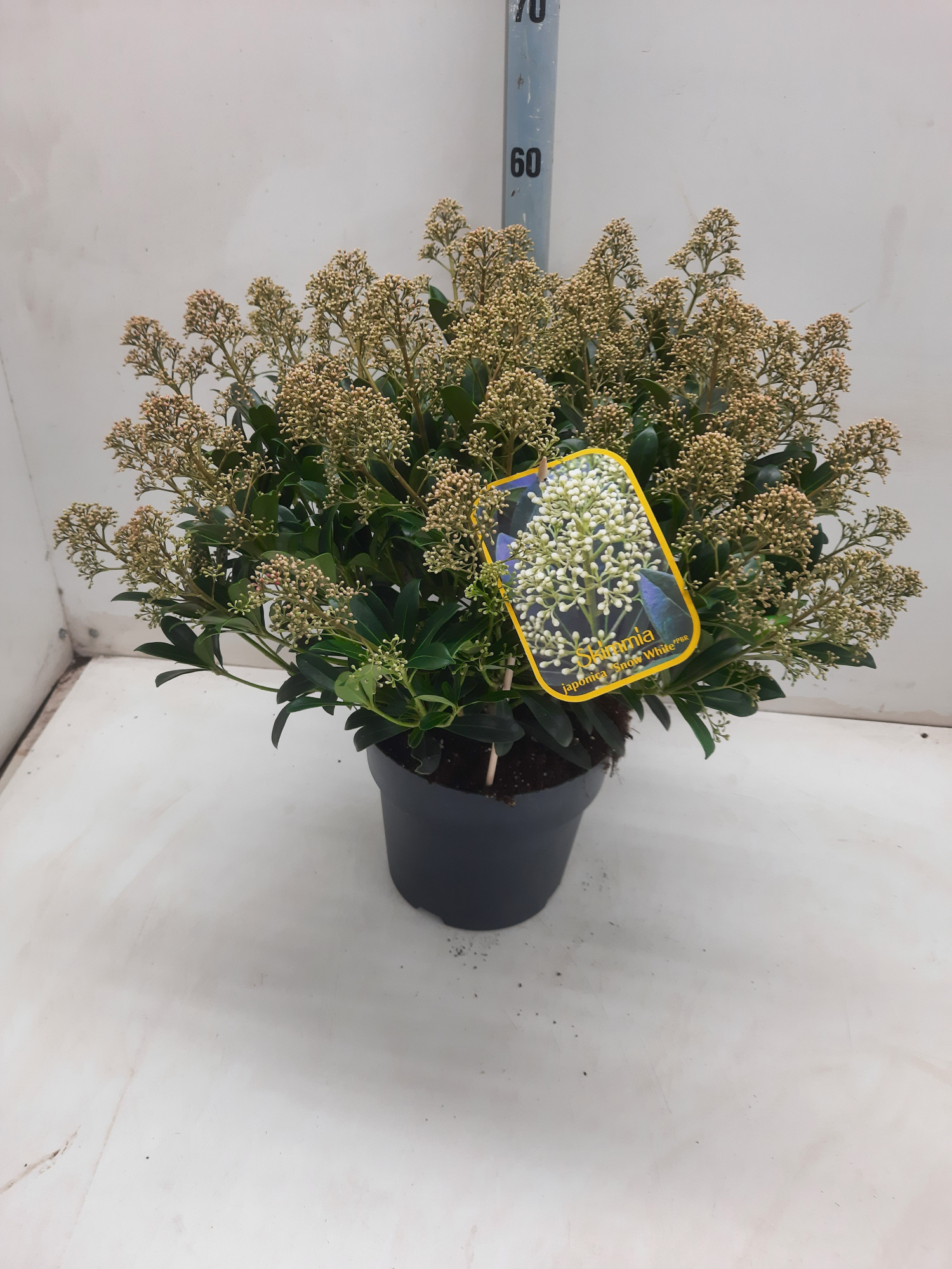 Skimmia j. 'Snow White', D 23 cm