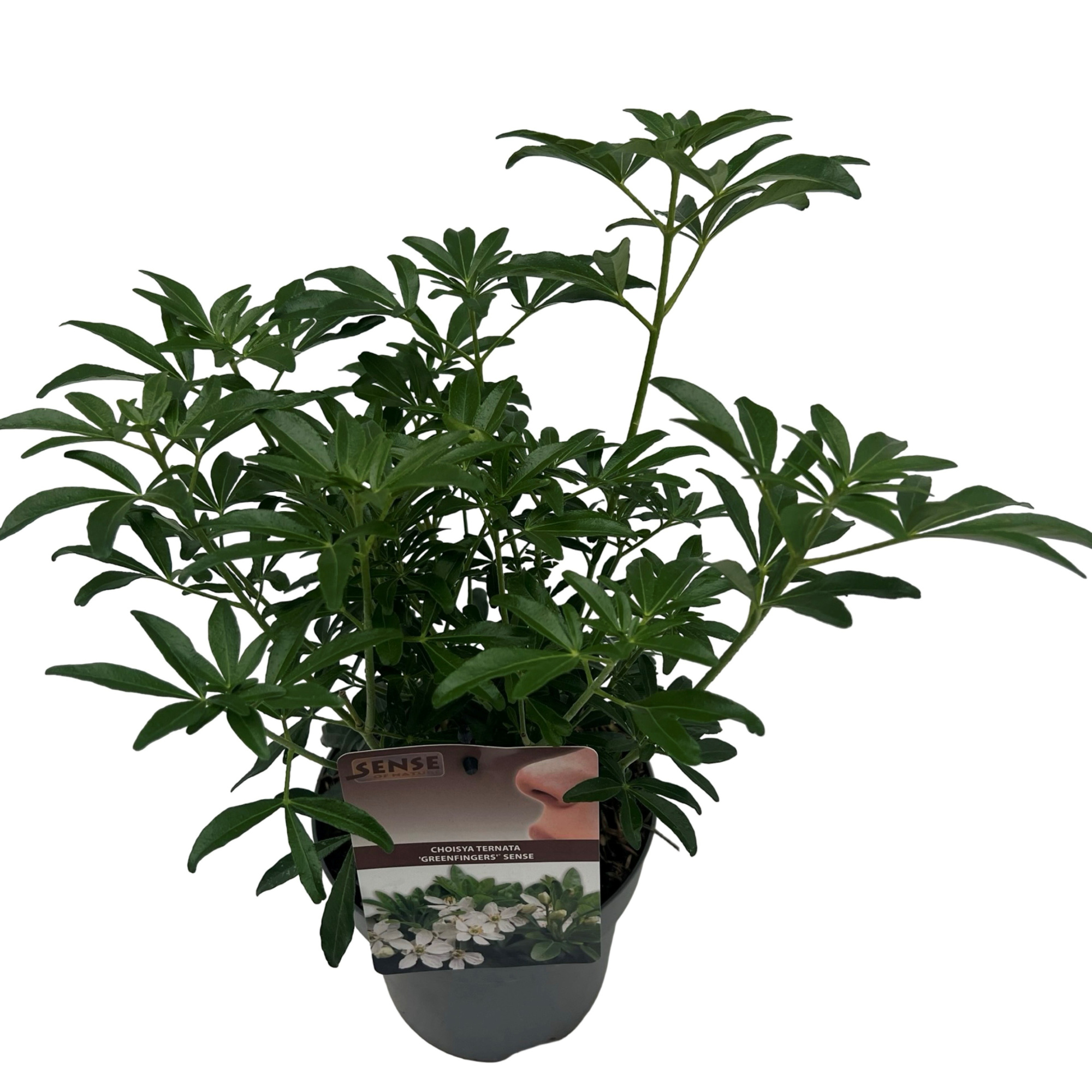 Choisya t. 'Greenfingers'® sense, D 17 cm
