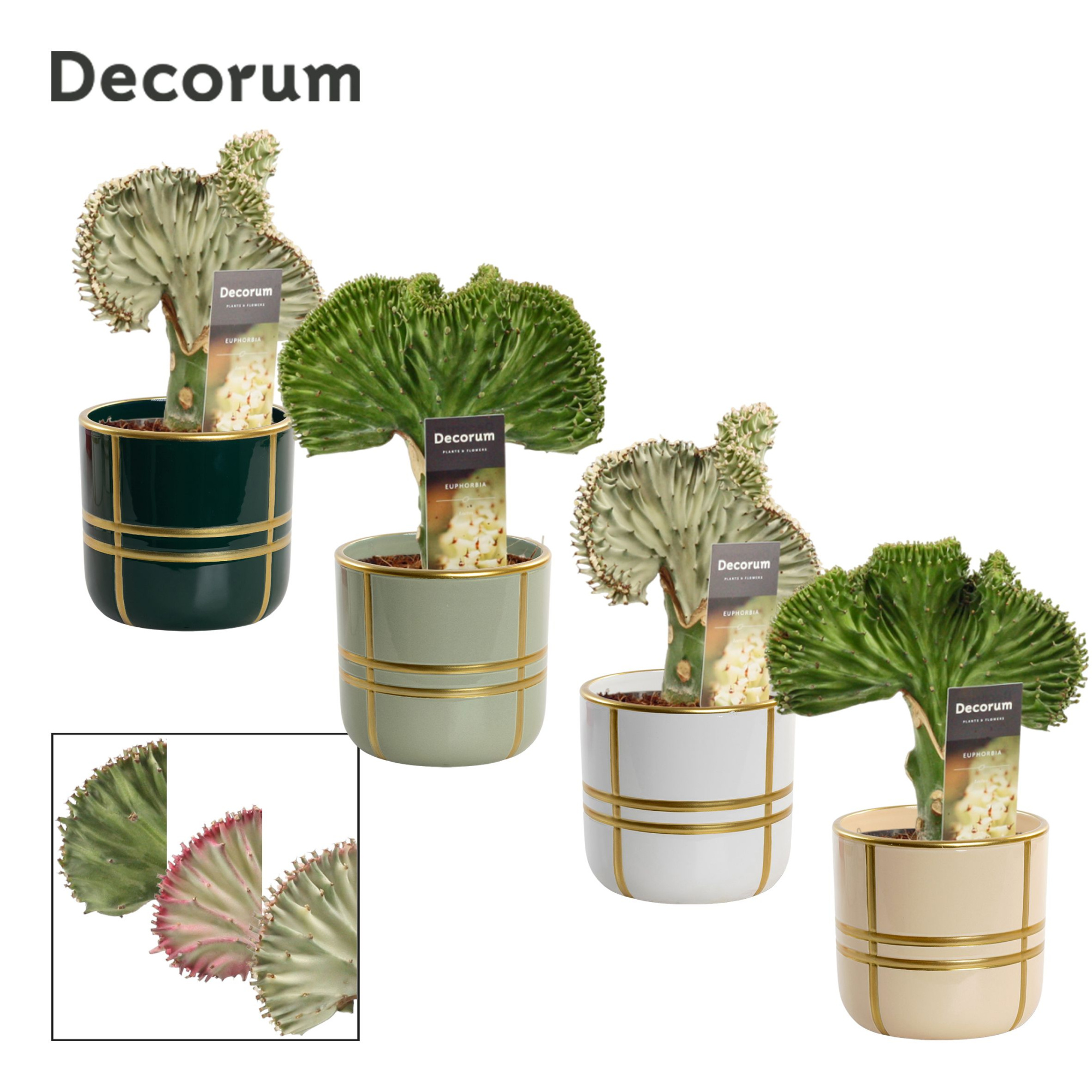 Euphorbia Lactea 12 cm in Lauri (Top blend-collection), D 12 cm