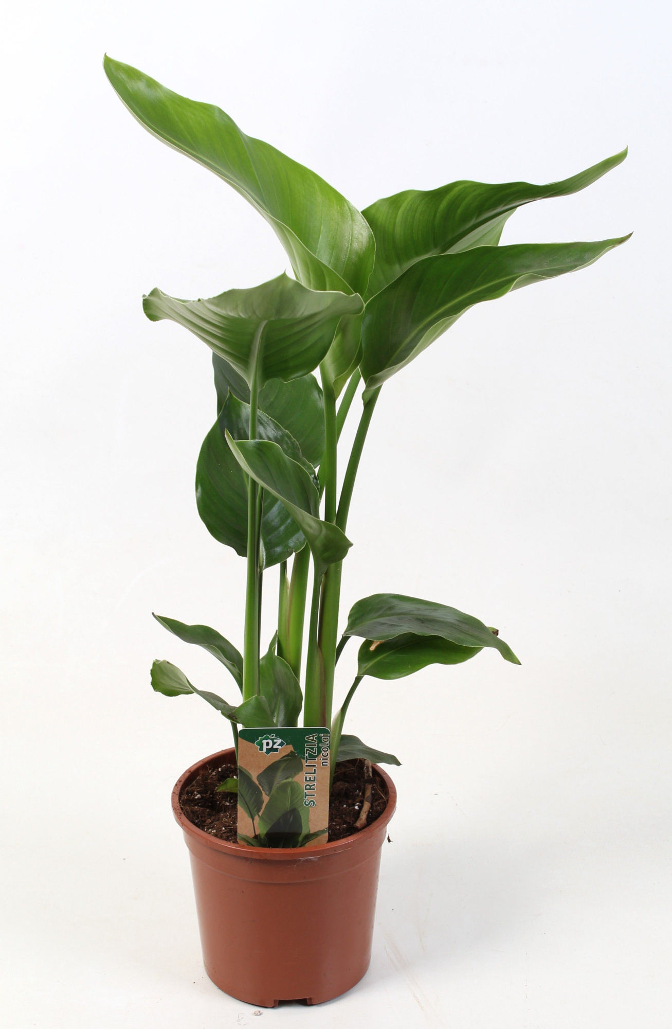 Strelitzia nicolai 15 cm 2 pp, D 15
