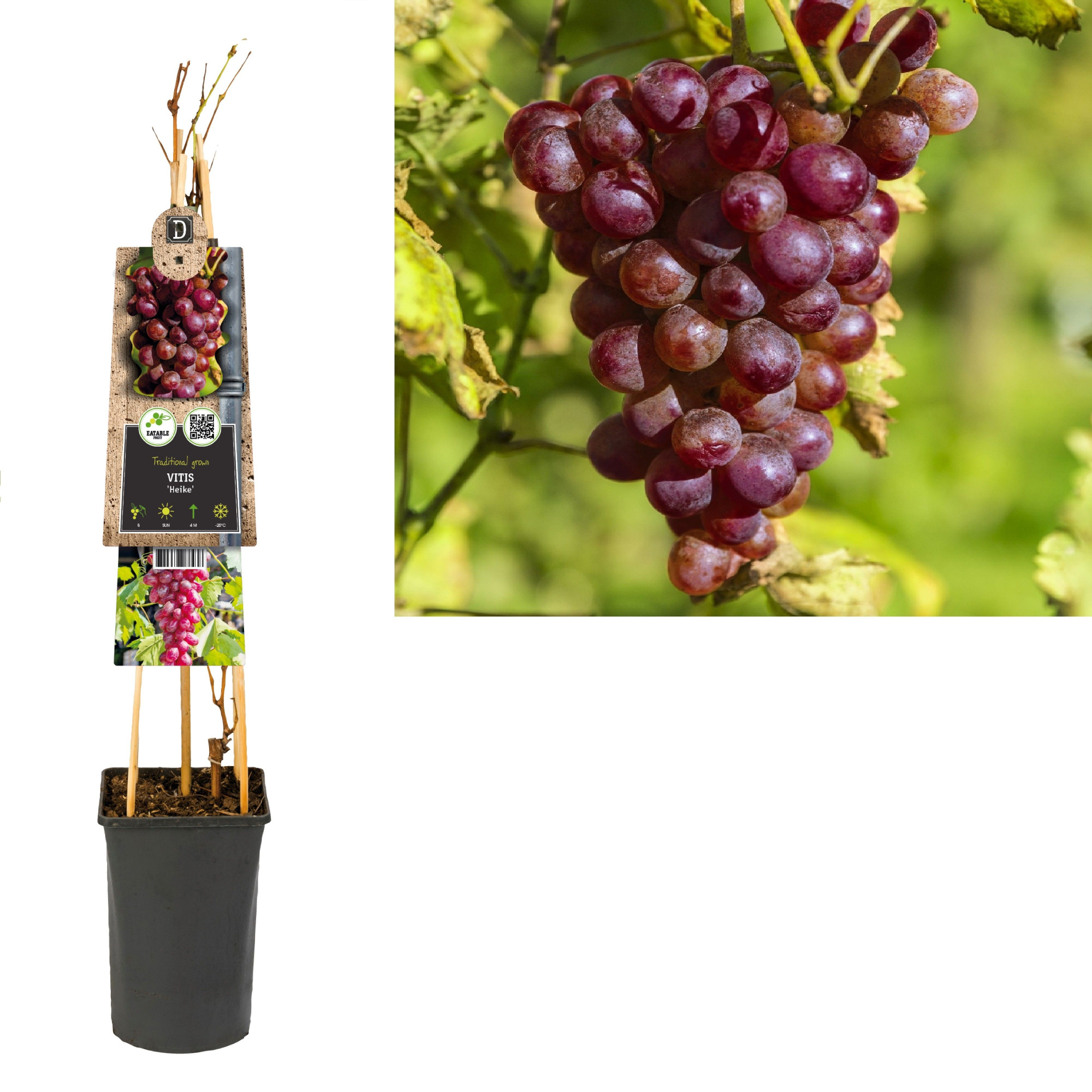 Vitis 'Heike' +3.0 label, D 17