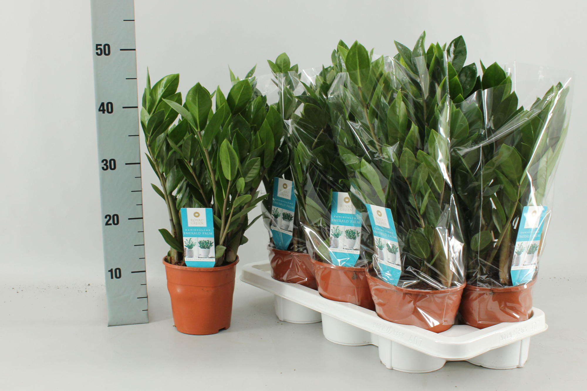zamioculcas 14 cm, D 14 cm