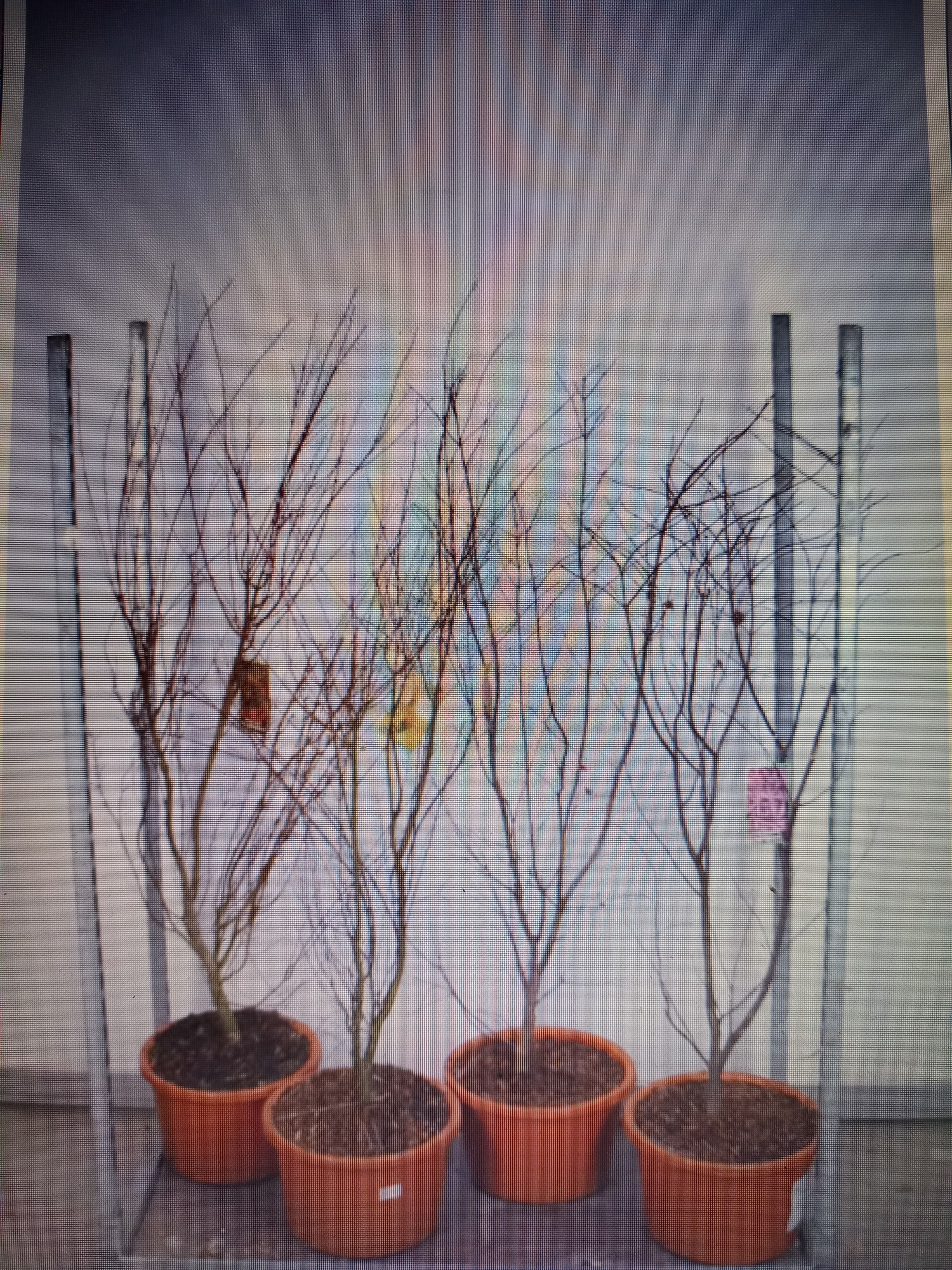 Acer palmatum in cultivars 120-140 P34, D 34