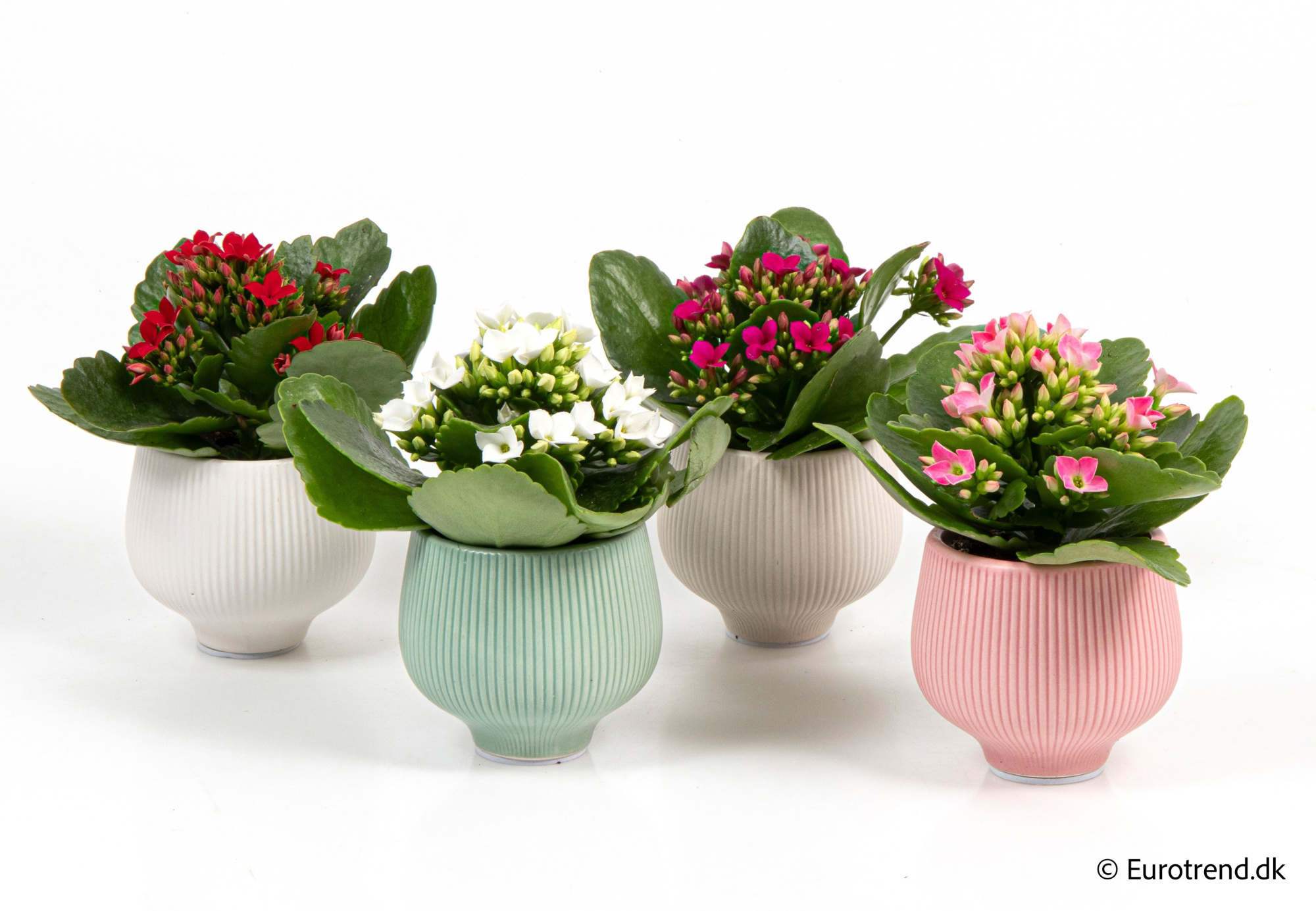 Kalanchoe in New Look ceramic 2026, D 6