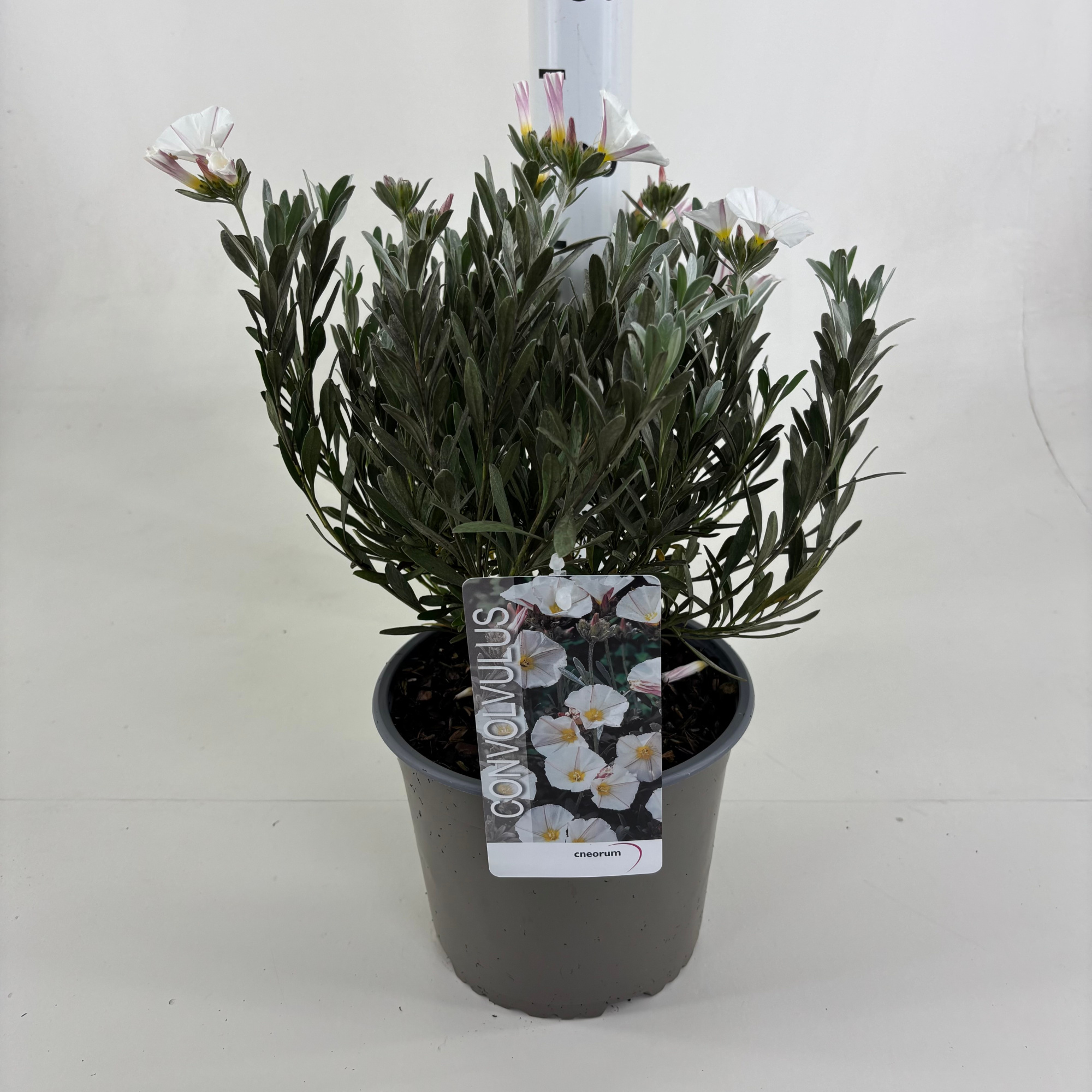 Convolvulus cneorum, D 19 cm