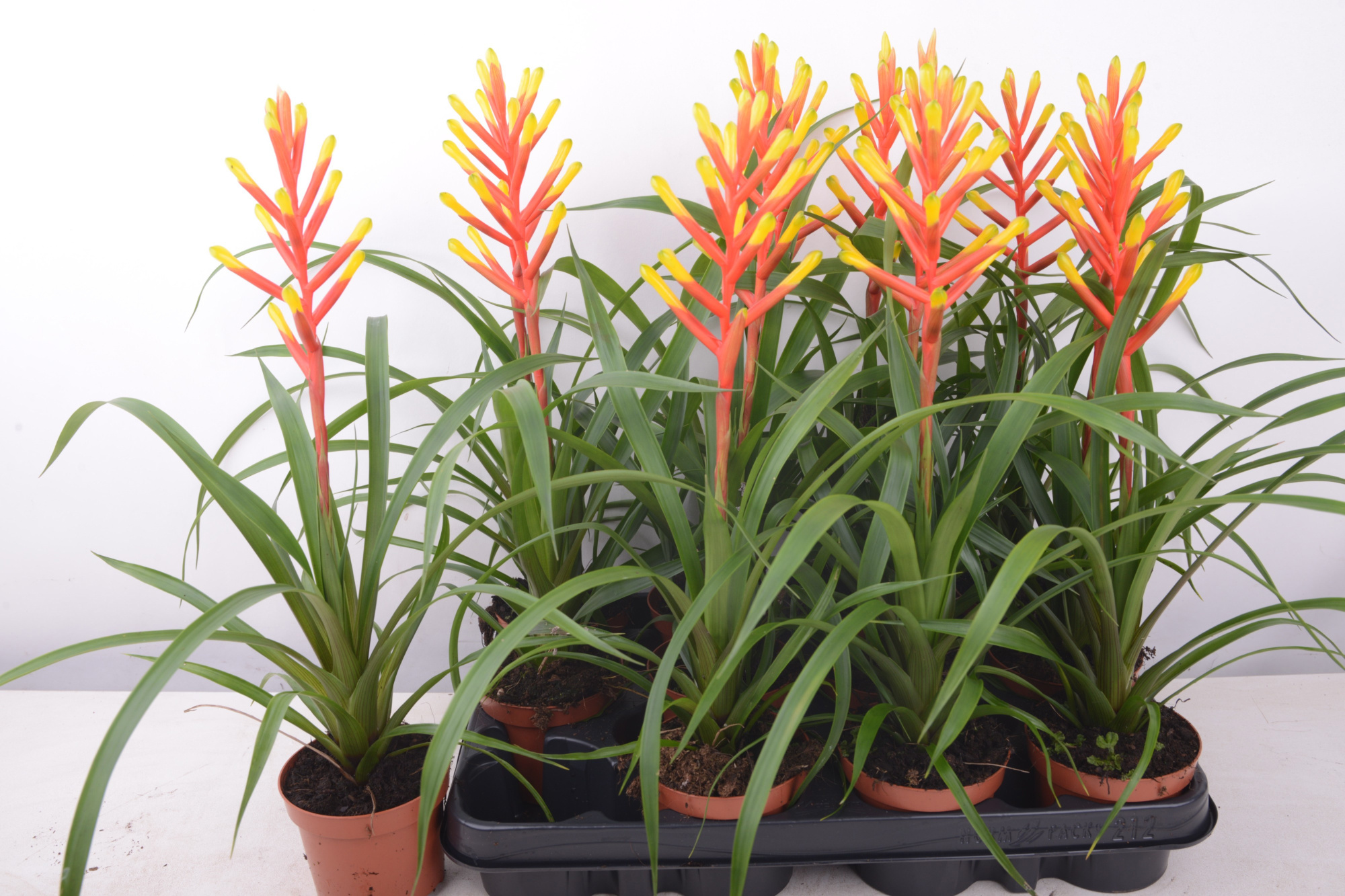 Guzmania dissitiflora, D 9 cm