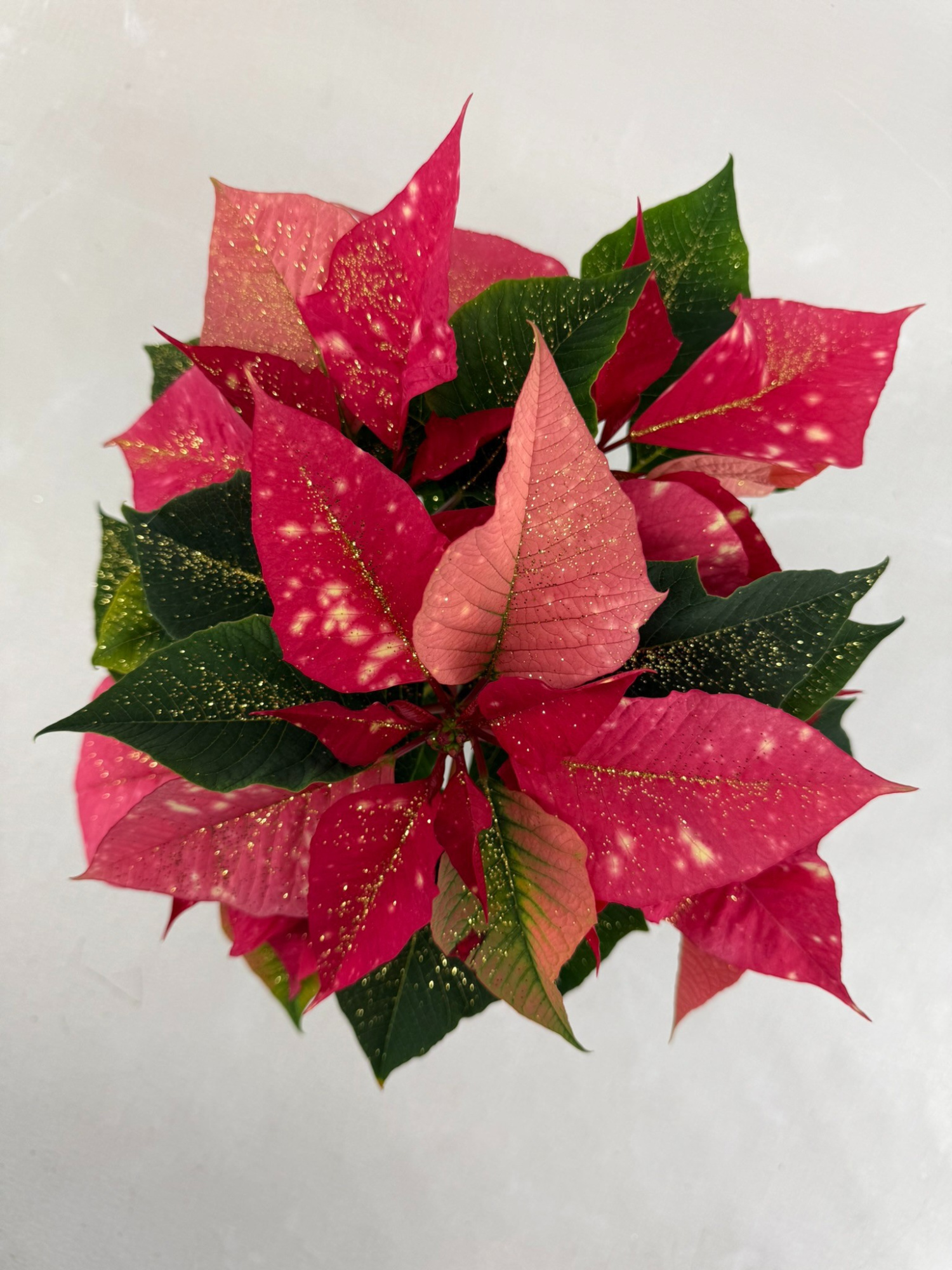 Poinsettia Fantasy star pink met goudglitter, D 10,5 cm