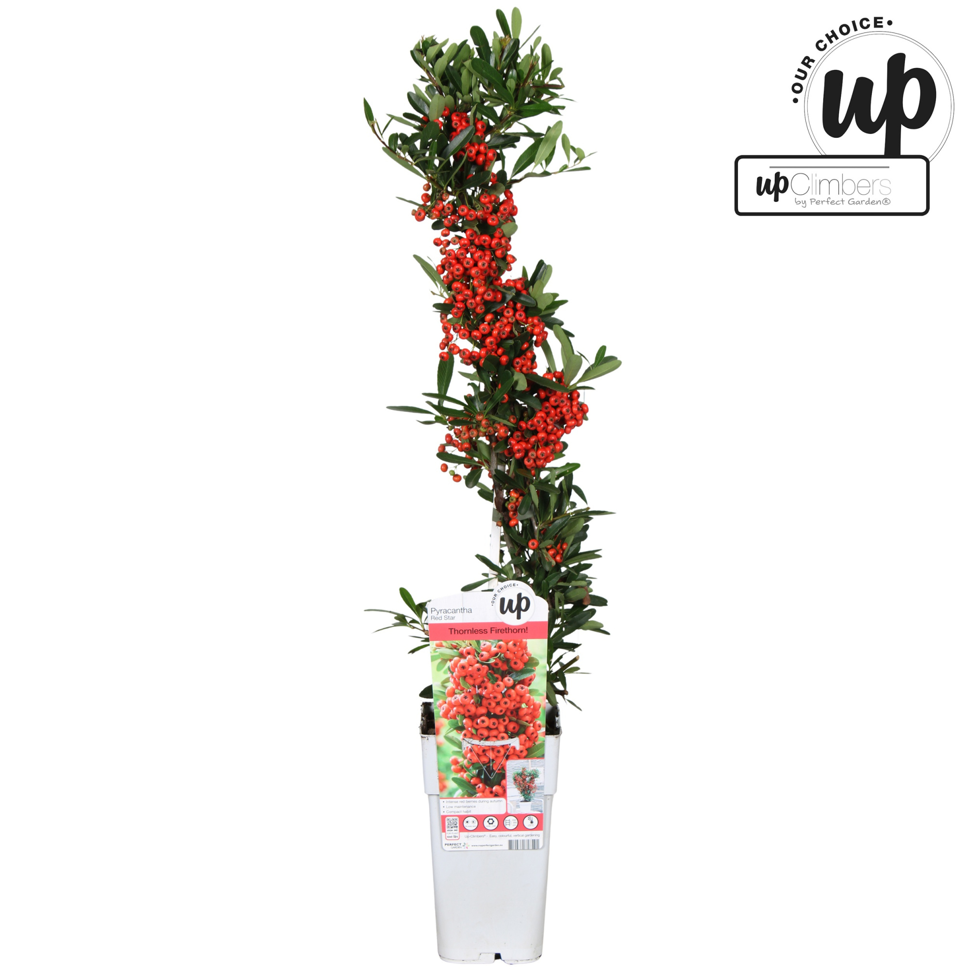 Pyracantha coccinea 'Red Star' P15, D 15