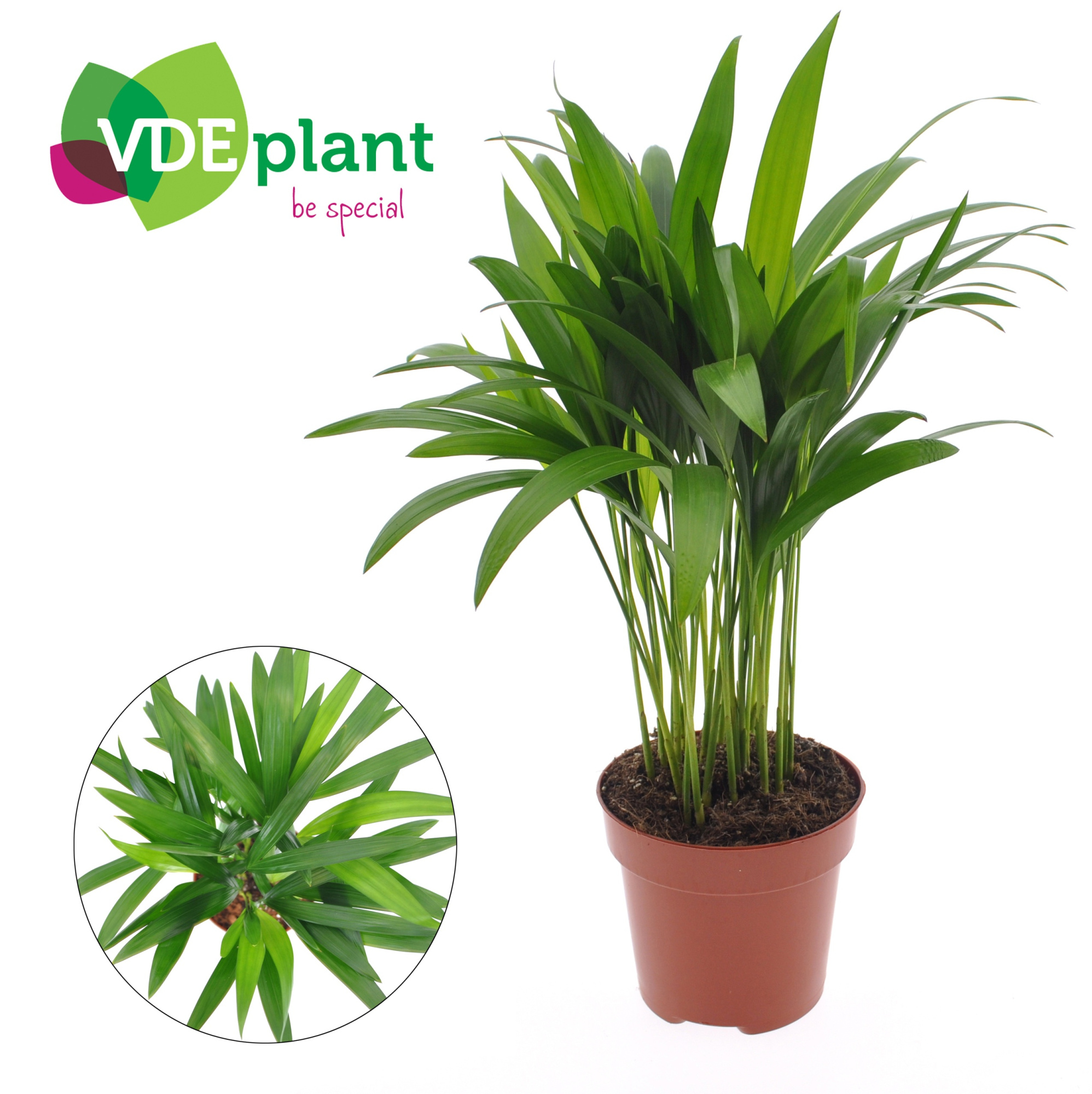 Dypsis lutescens (Areca) 12cm (zonder hoes), D 12 cm