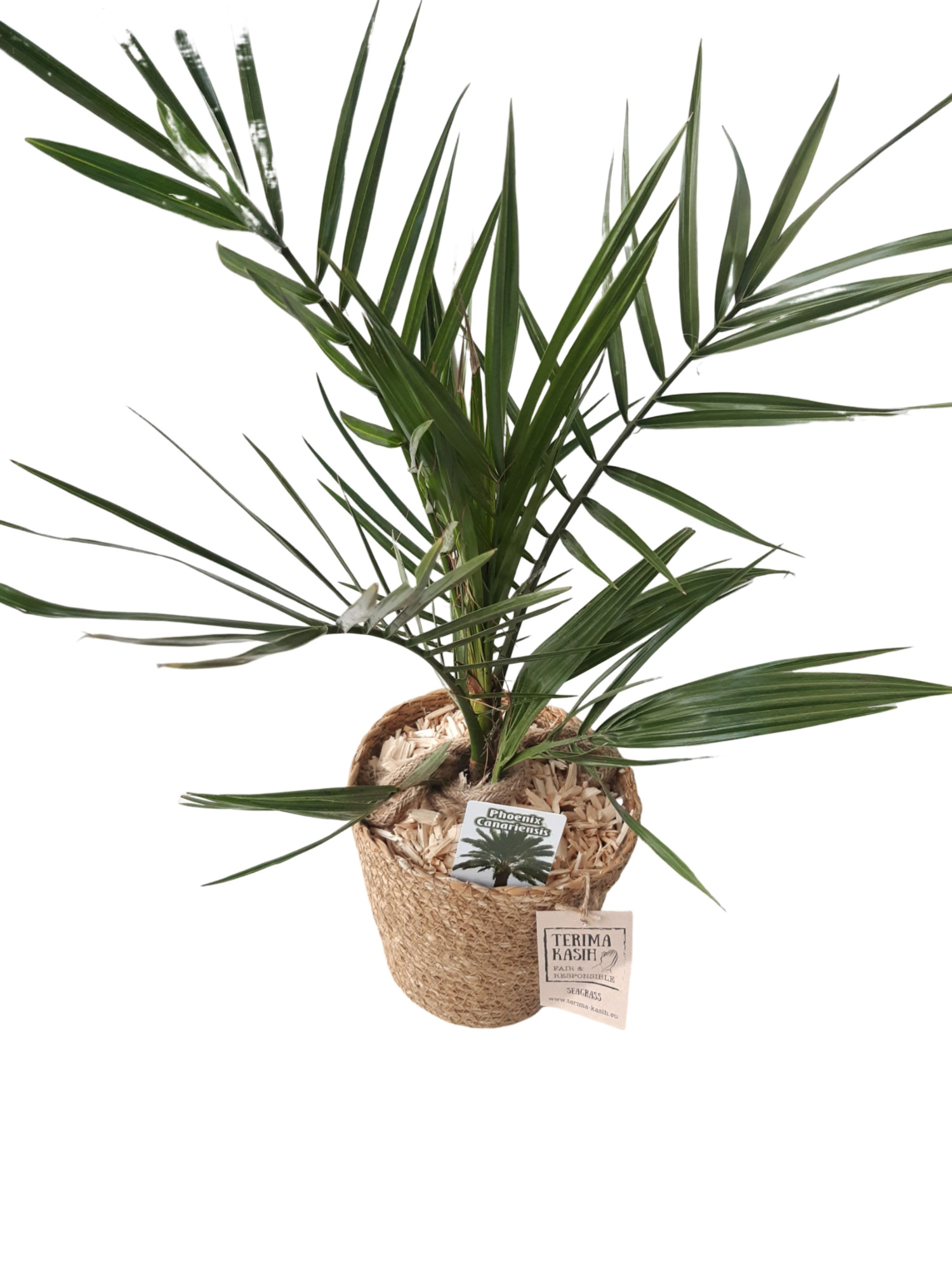 ZM17PC Mand Sea grass 17cm Phoenix Canarien 60cm, D 17