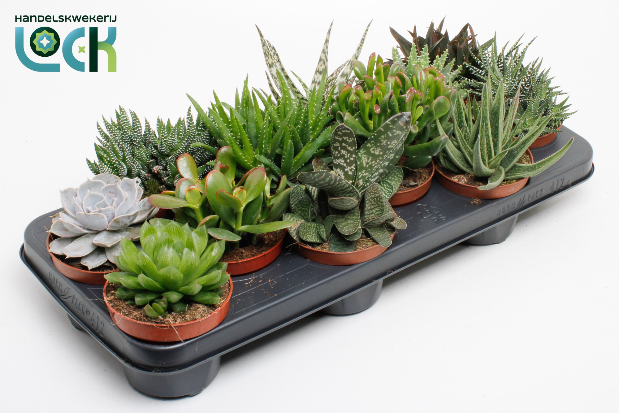 Succulenten Mix UK, D 10,5 cm