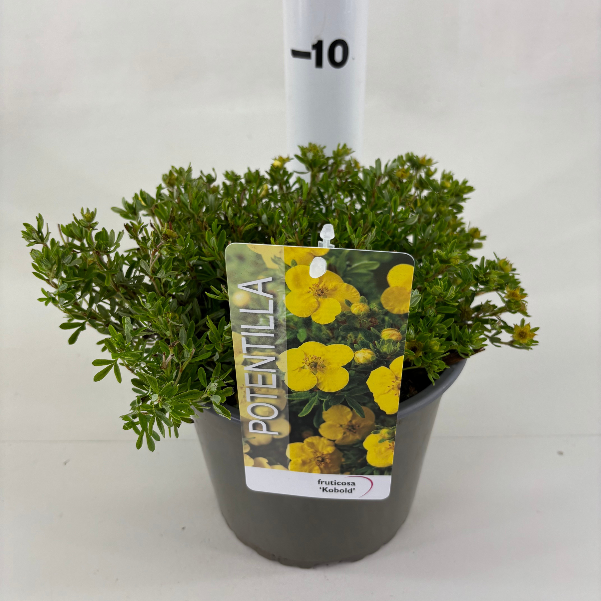 Potentilla fruticosa 'Kobold', D 19 cm