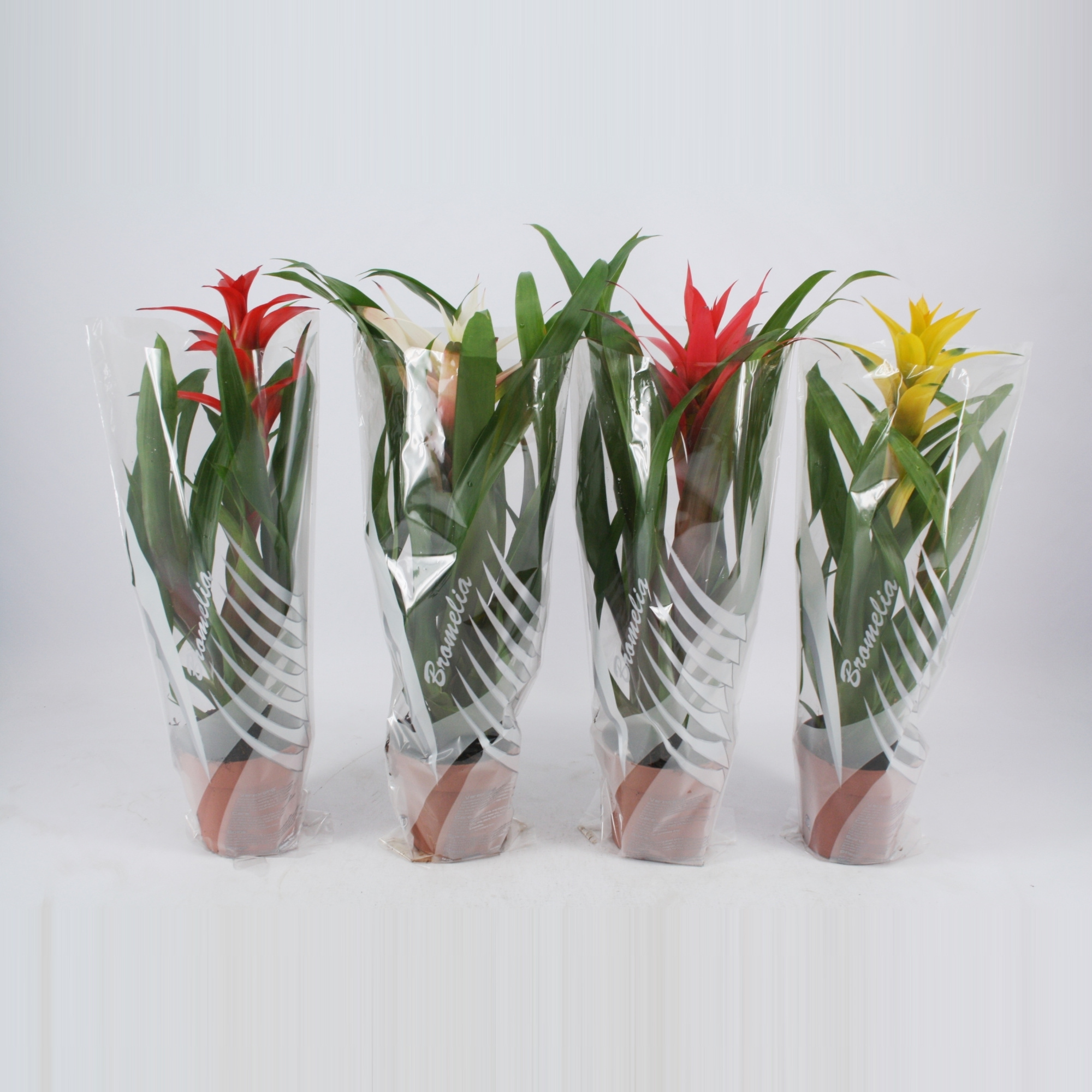 Guzmania gemengd in grijs/witte sierhoes, D 12