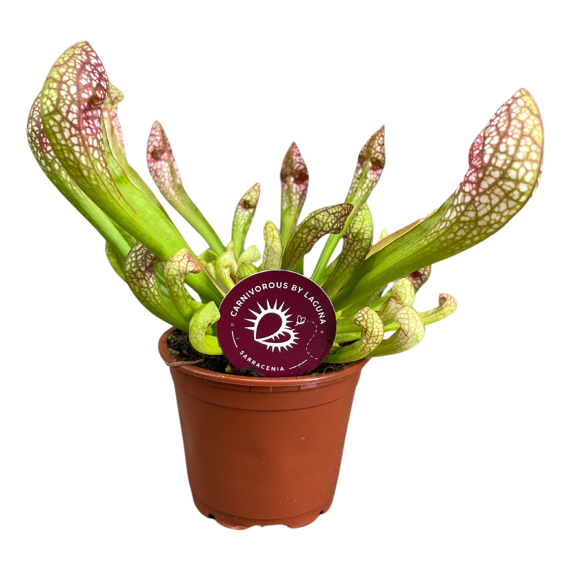 Sarracenia Scarlet Belle 8,5 cm, D 8,5