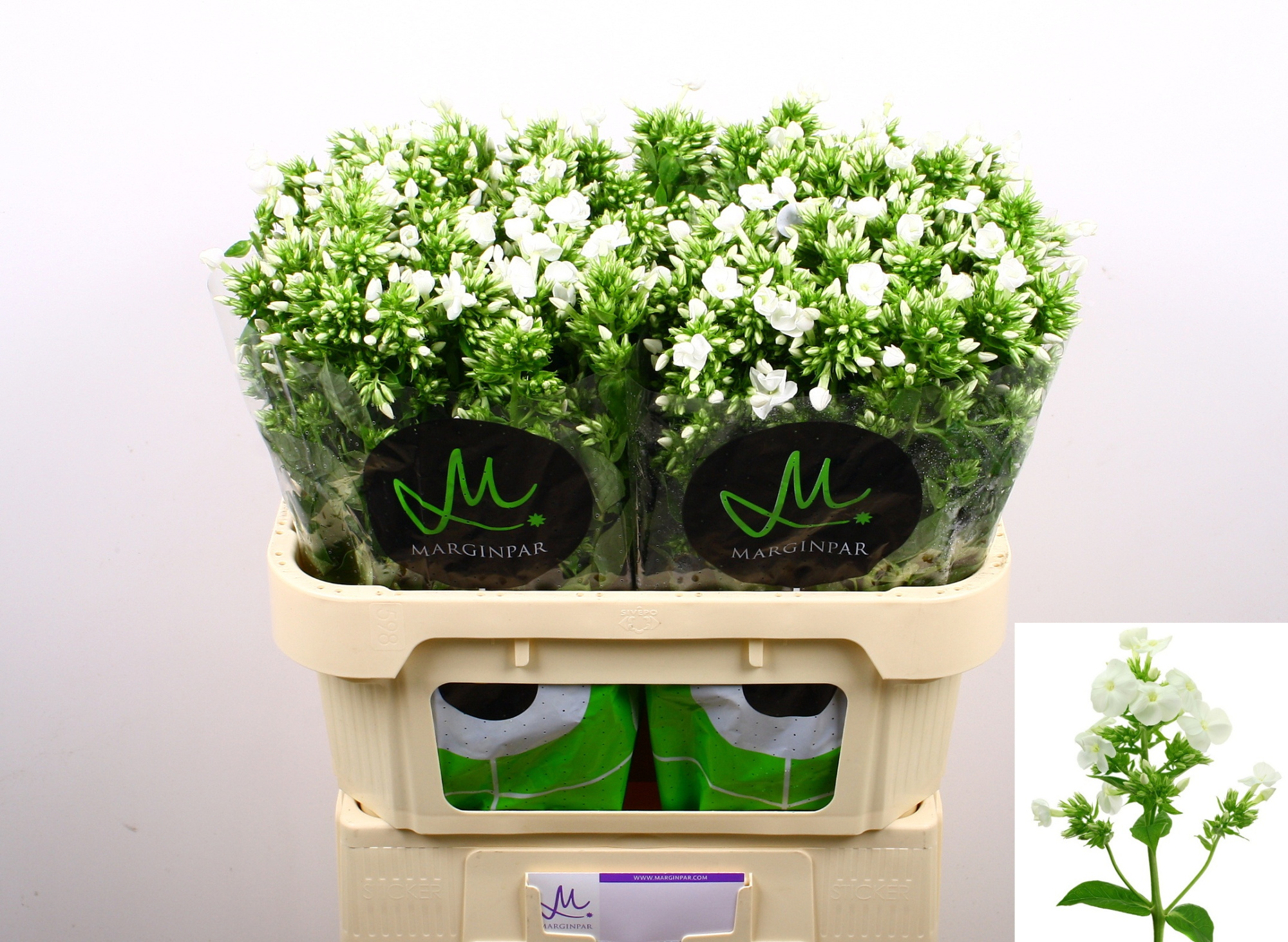 Флокс Айскэп 70, шт.