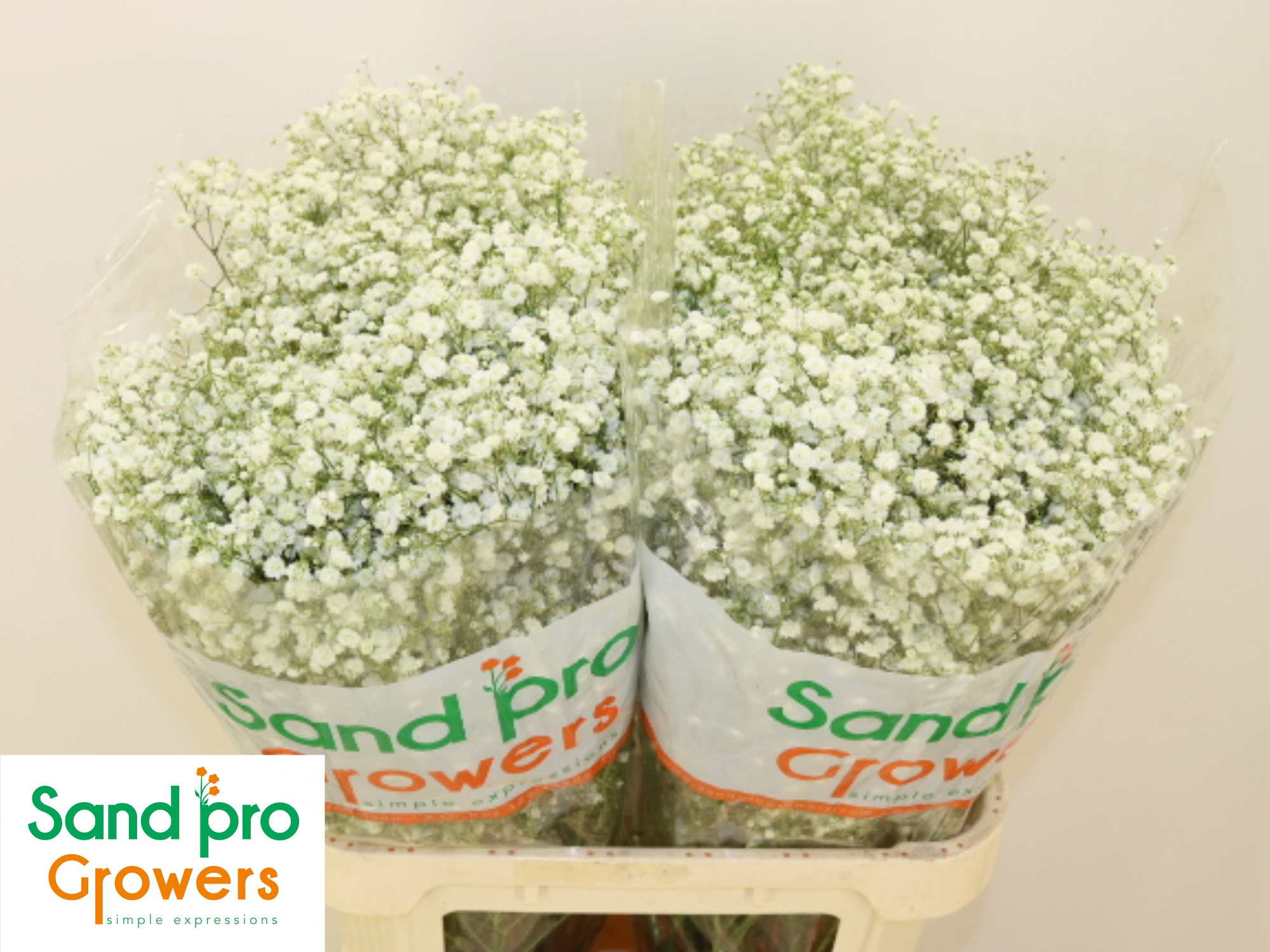 Гипсофила Экселенс 80, шт.