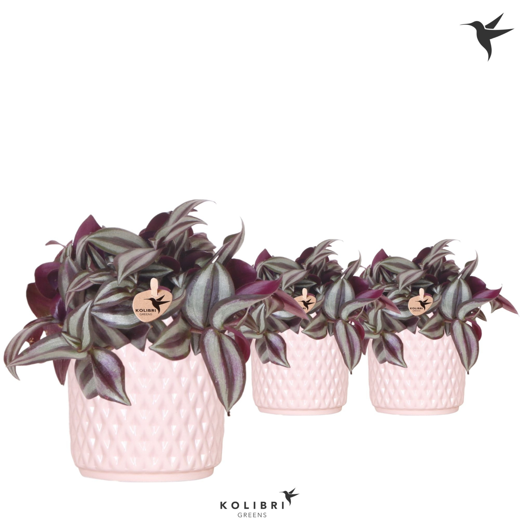 Kolibri Greens Tradescantia Zebrina in Diamond pot nude, D 9