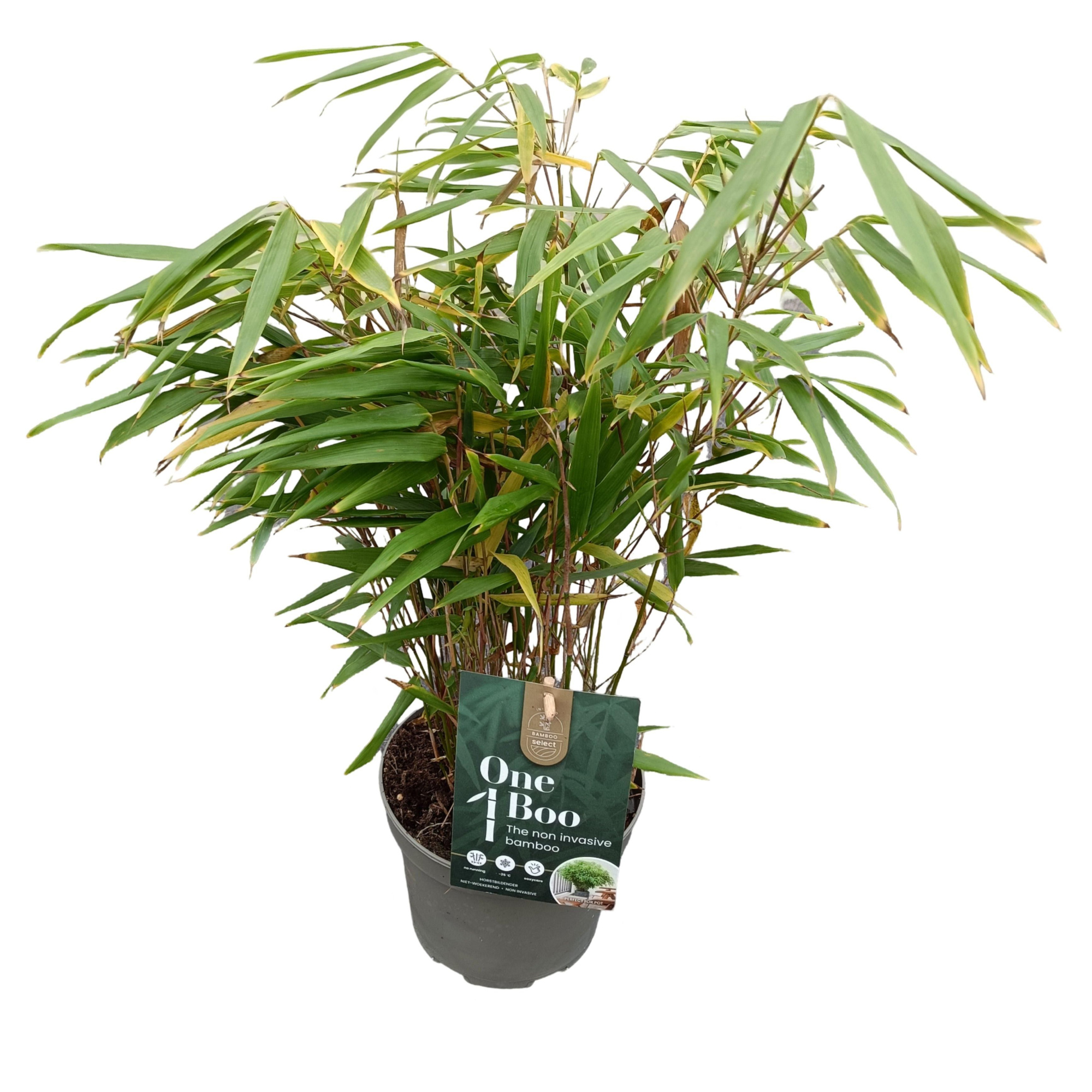 Fargesia Rufa C2, D 17