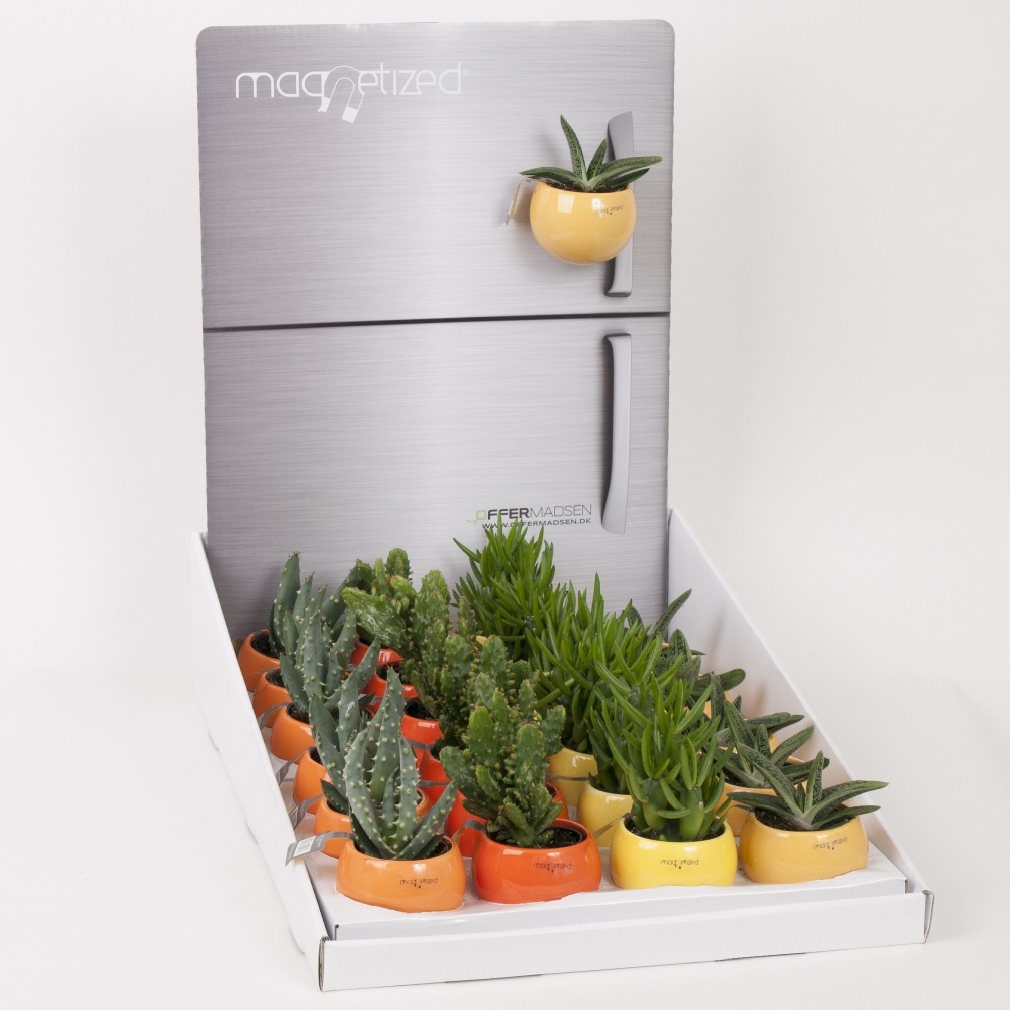 Magnetized Orange mix in Display with Succulent mix, D 6 cm