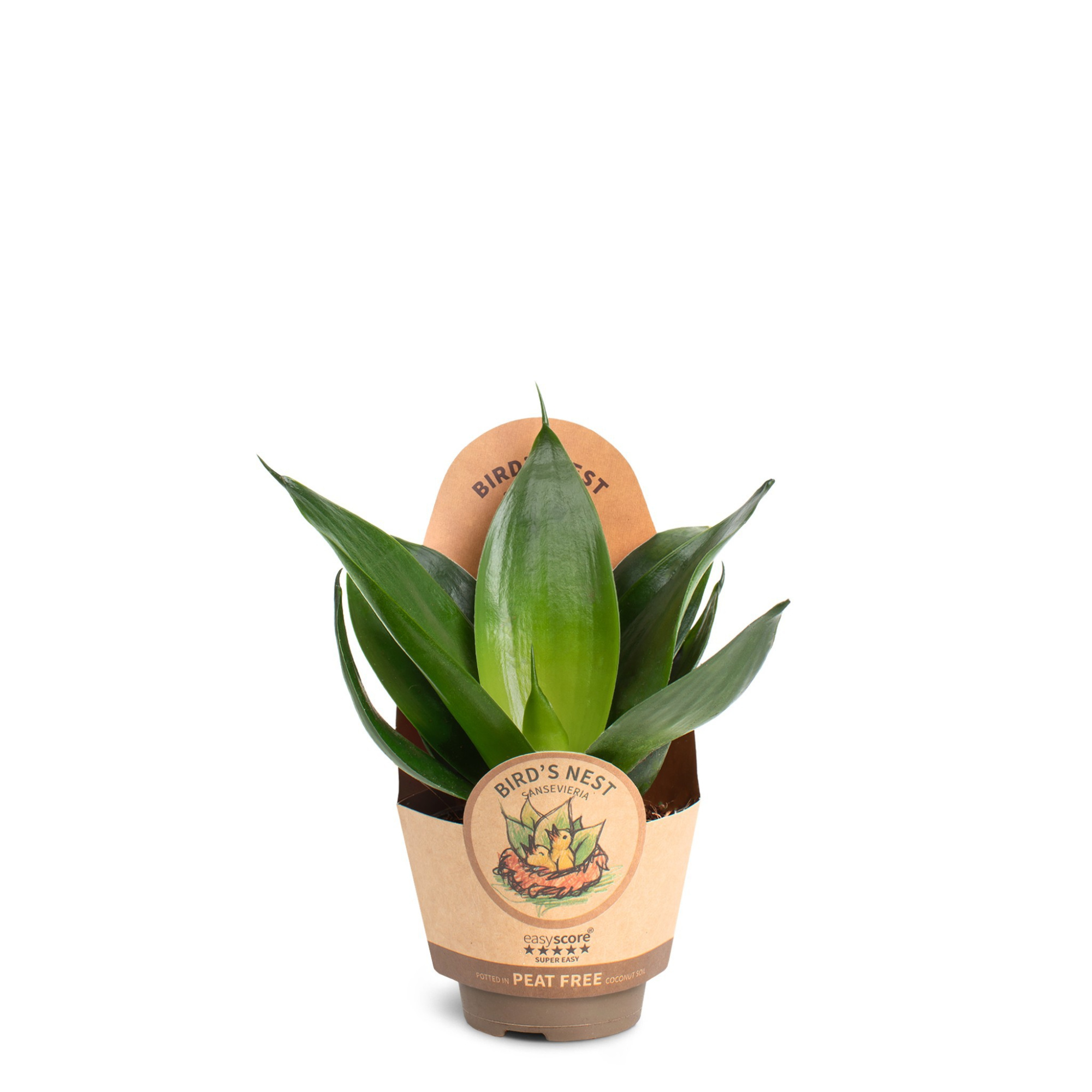 Sansevieria Hahnii Black, D 6