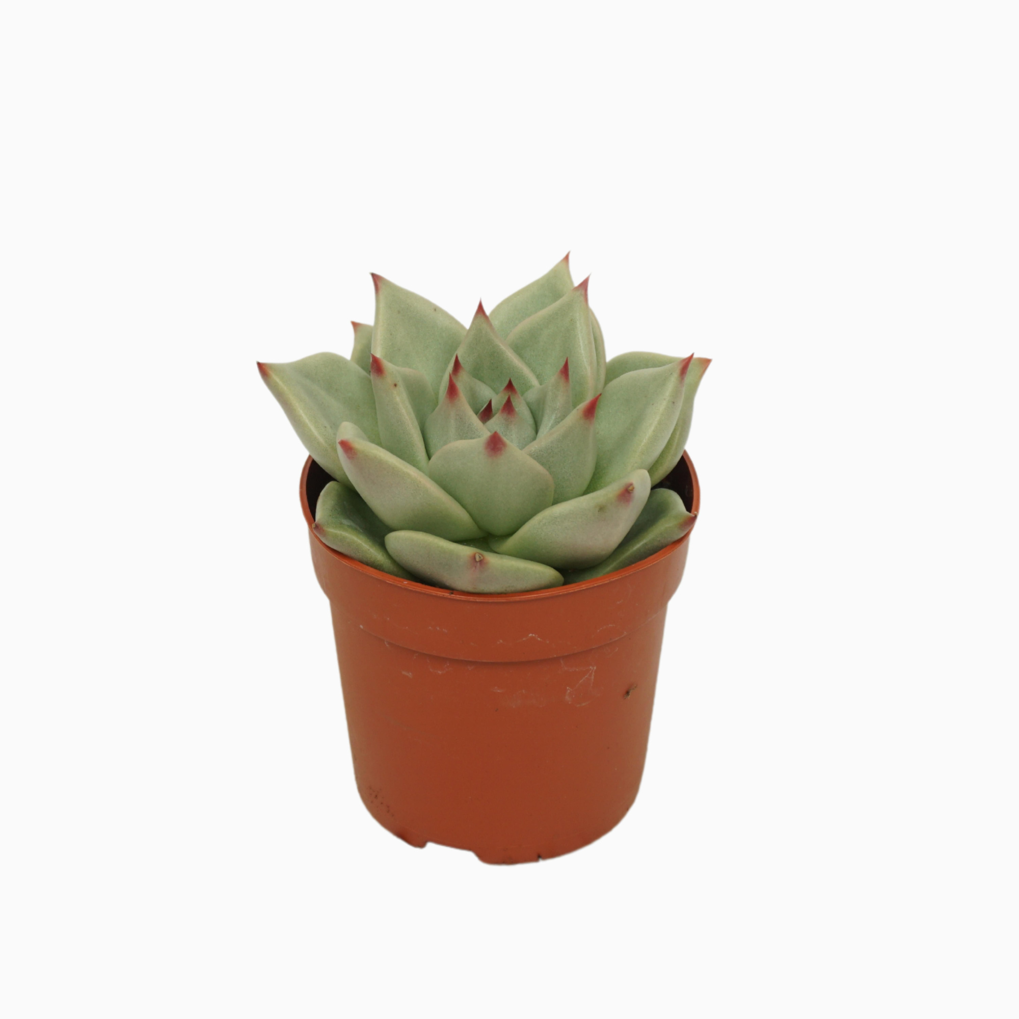 Echeveria sirius 7 cm, D 7 cm