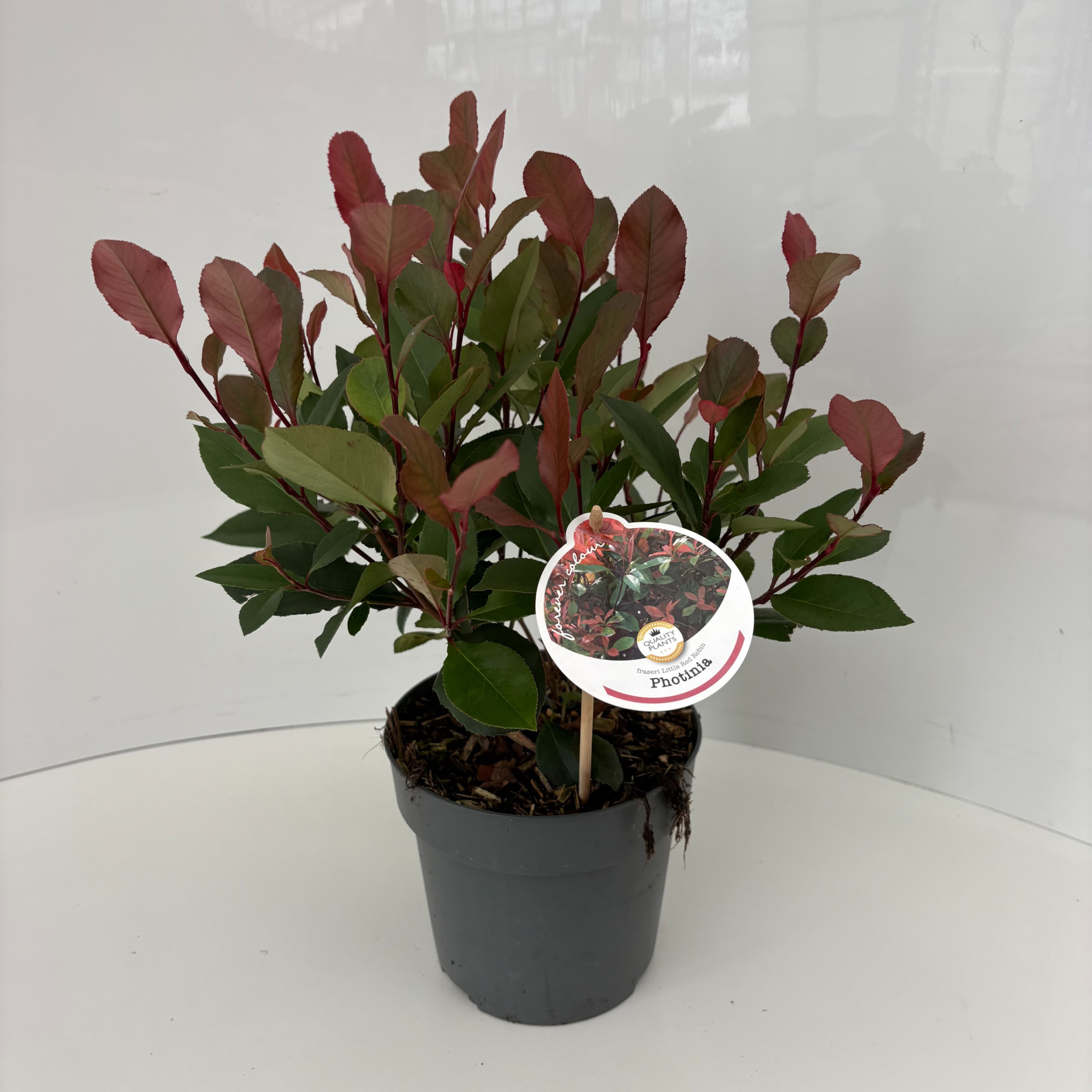 Photinia fraseri 'Little Red Robin', D 17 cm