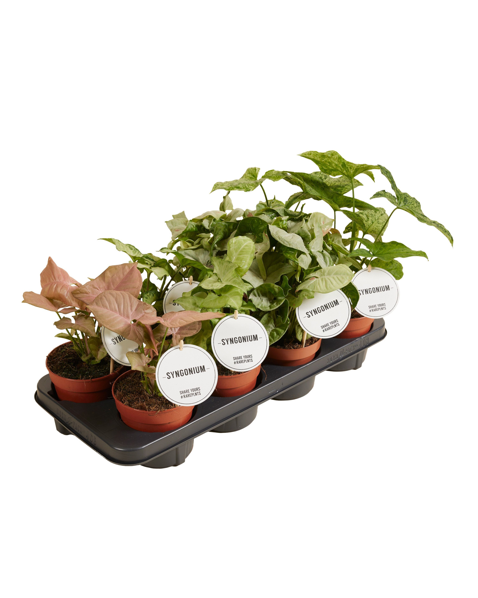 Syngonium Mix, D 12 cm