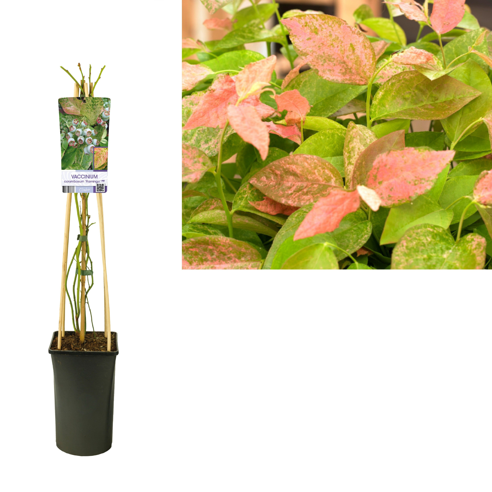 Vaccinium corymbosum 'Flamingo' +light label, D 17