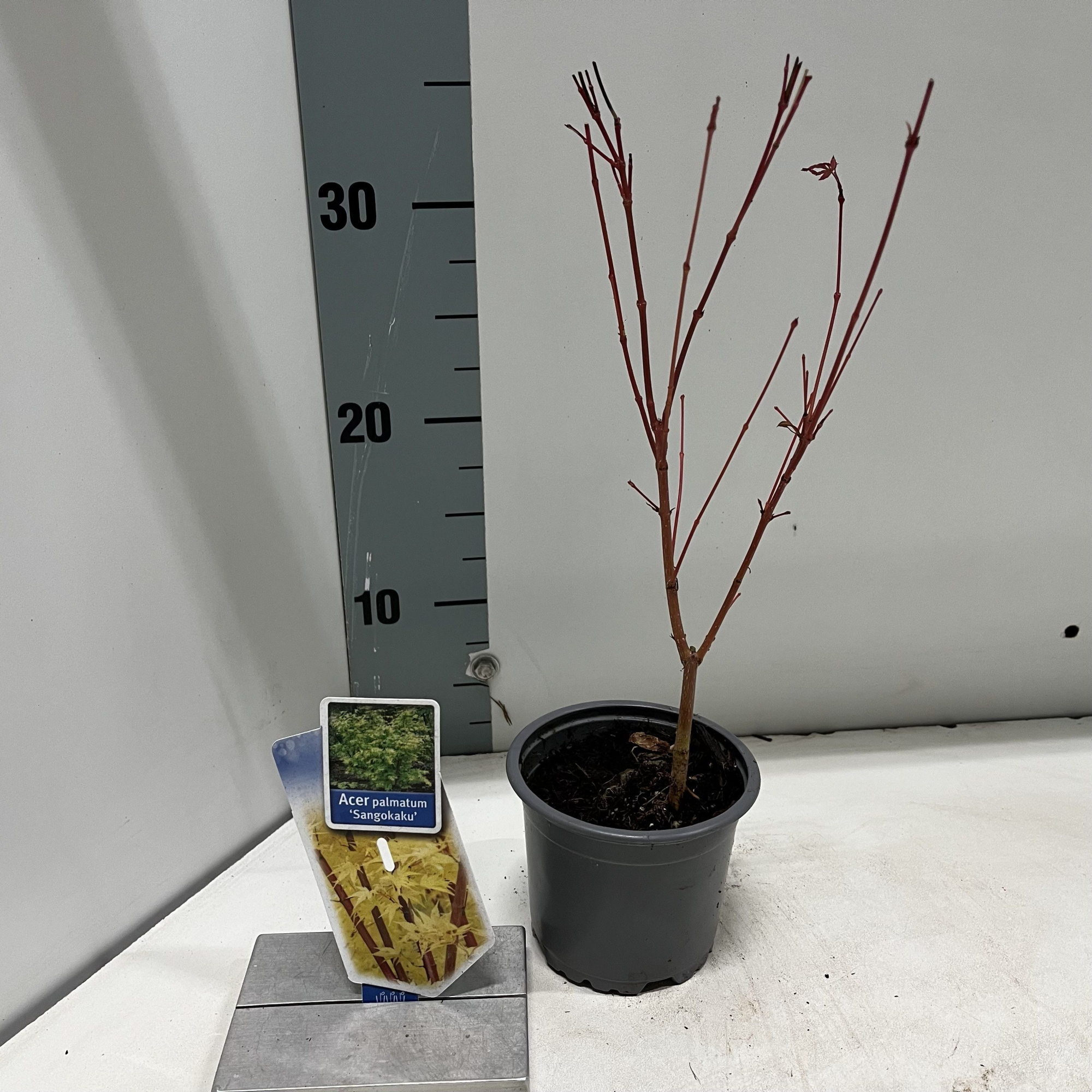 Acer pal. 'Sangokaku', D 10,5
